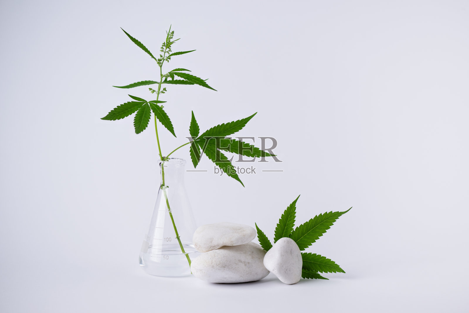 CBD大麻叶和白色装饰石，设计空白空间。照片摄影图片