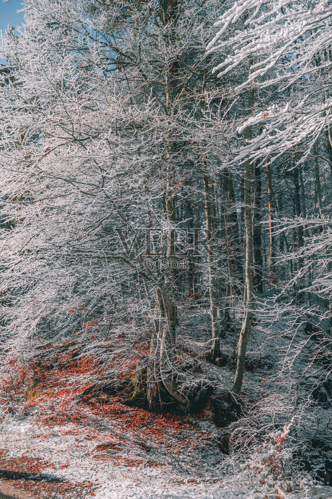 山毛榉树被雪和枯叶覆盖在地上。照片摄影图片