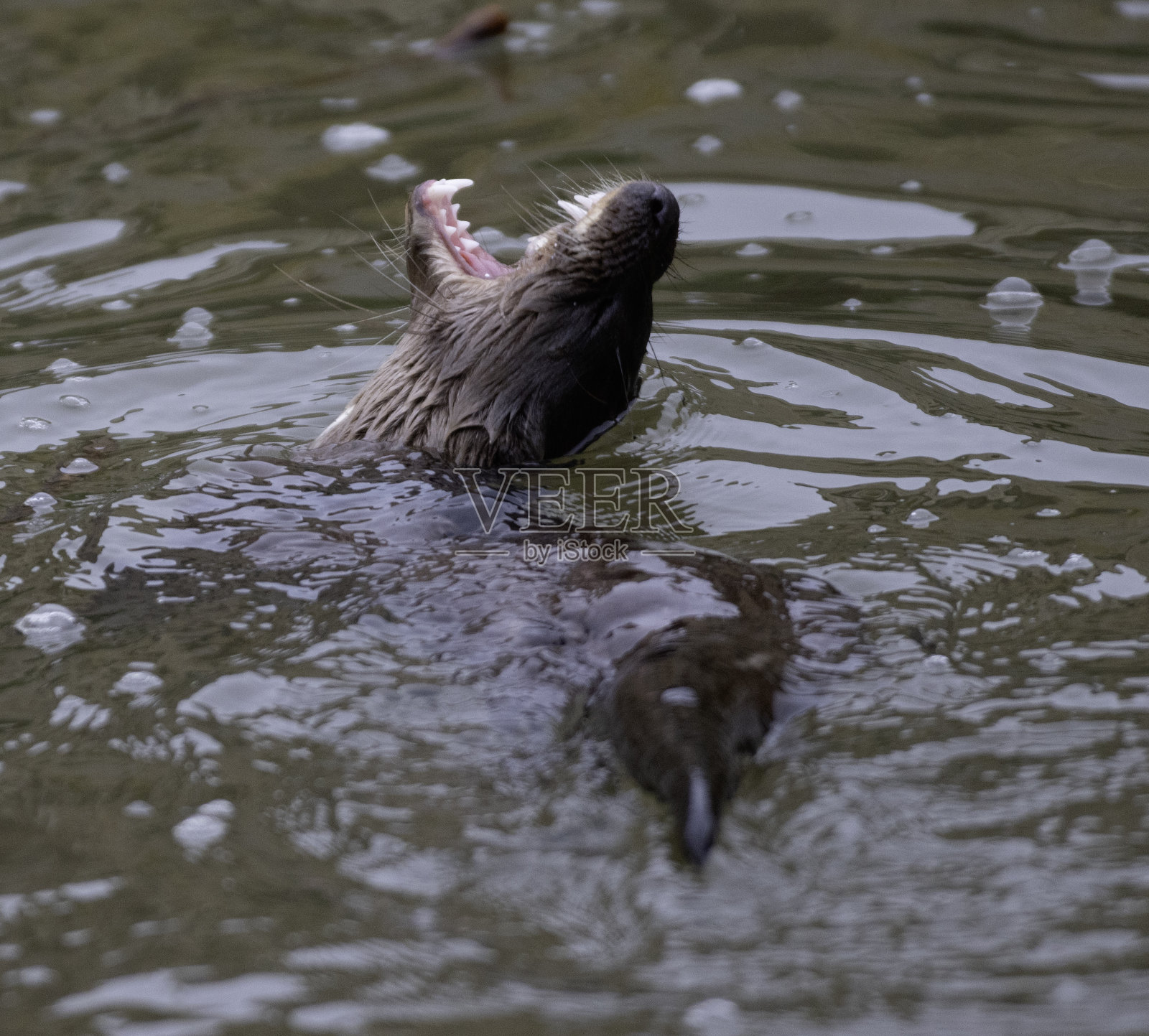 水獭照片摄影图片