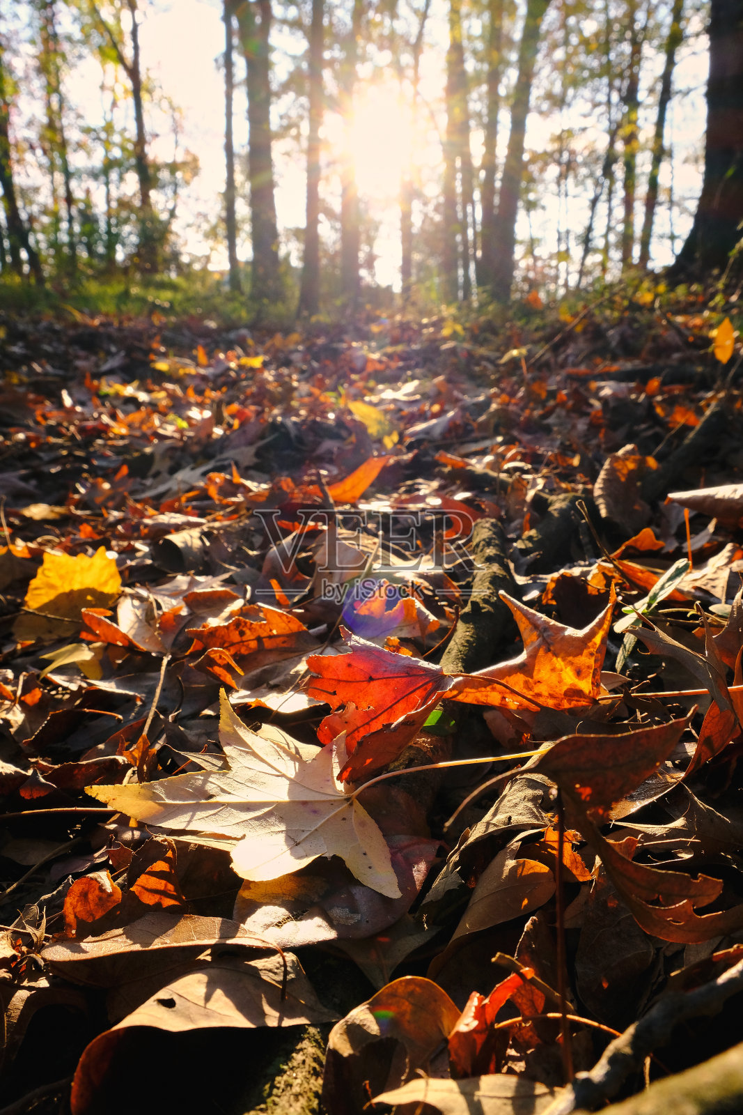 Sherwood AR的秋天氛围照片摄影图片