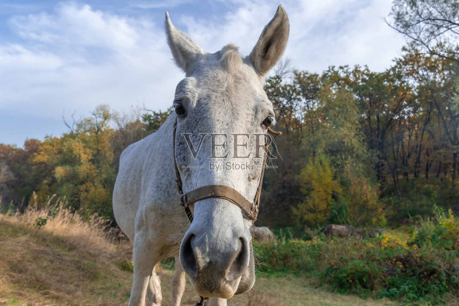 好奇的白马看着镜头。在牧场上吃秋草的雌马。照片摄影图片