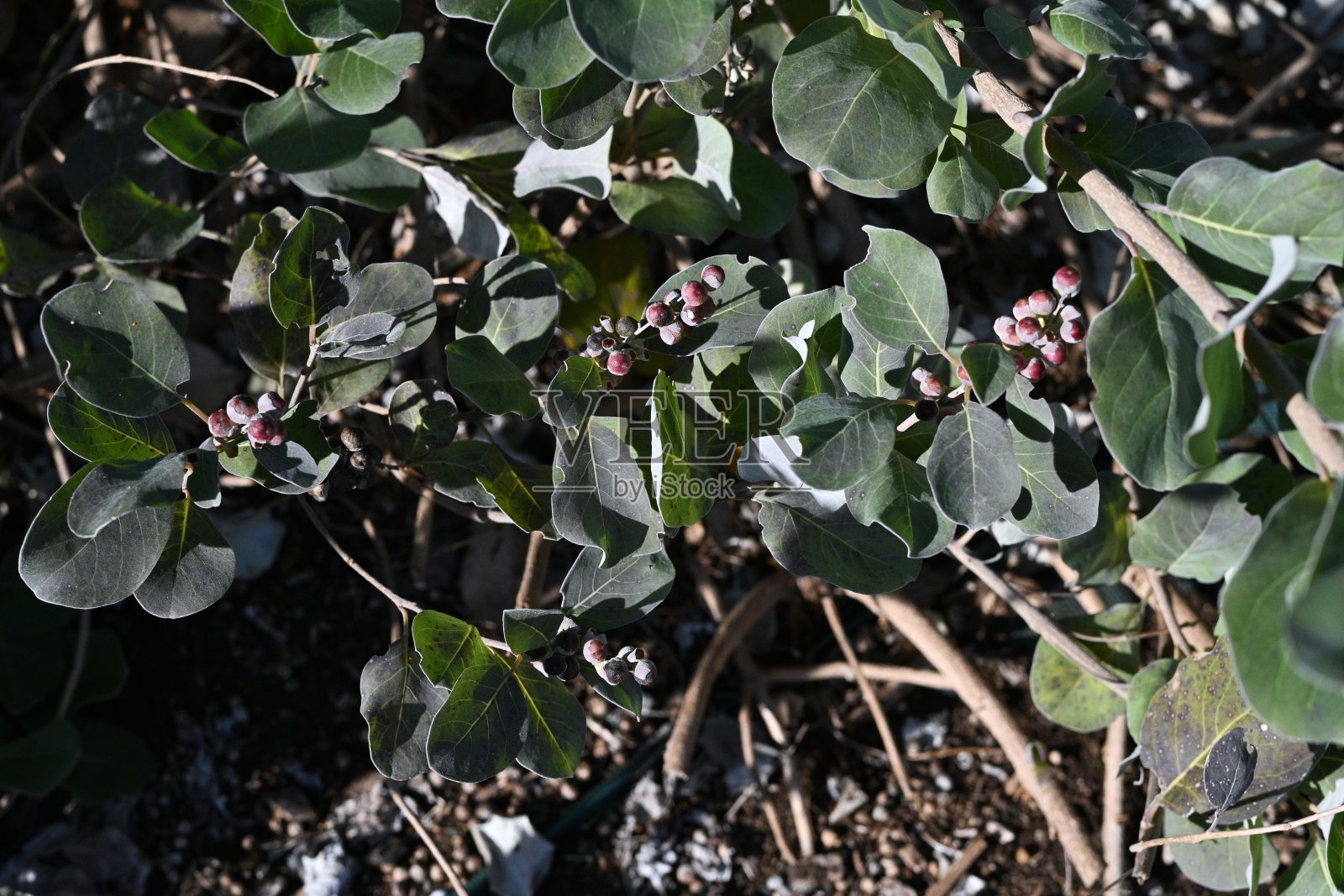 海滩牡荆(圆形牡荆)果实。片科常绿灌木滩涂植物。照片摄影图片