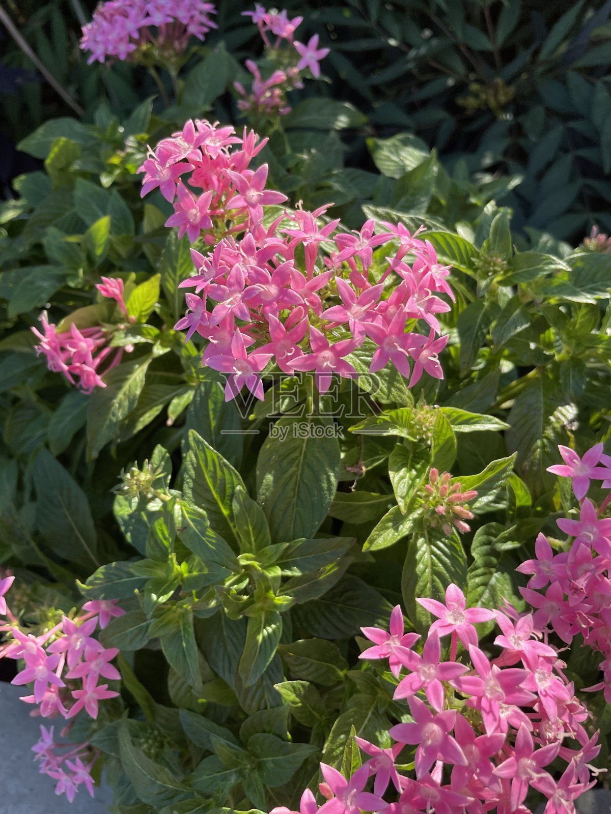 初夏开粉红色的五朵花照片摄影图片