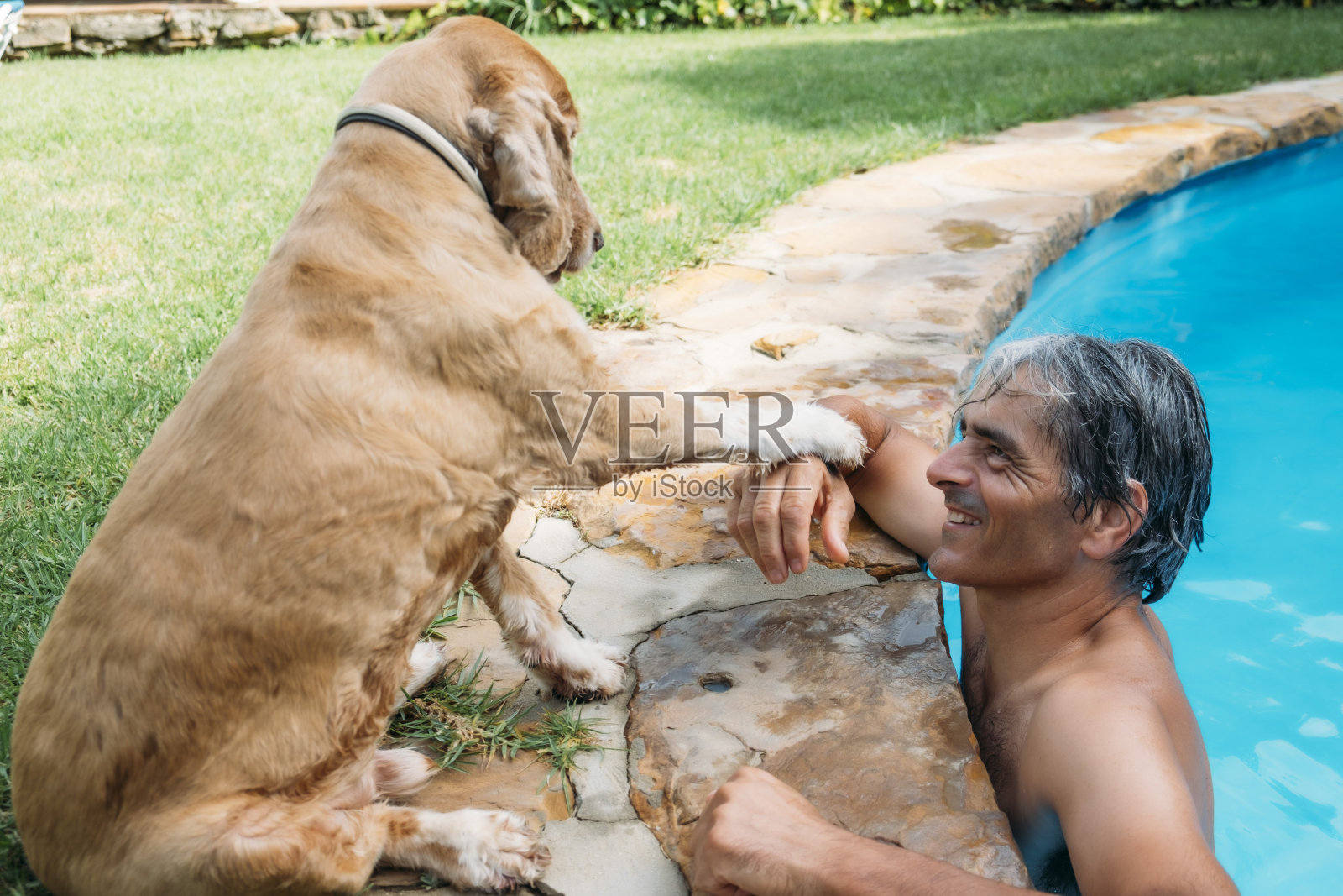 迷人的白发男子和他的狗在泳池里玩耍。照片摄影图片