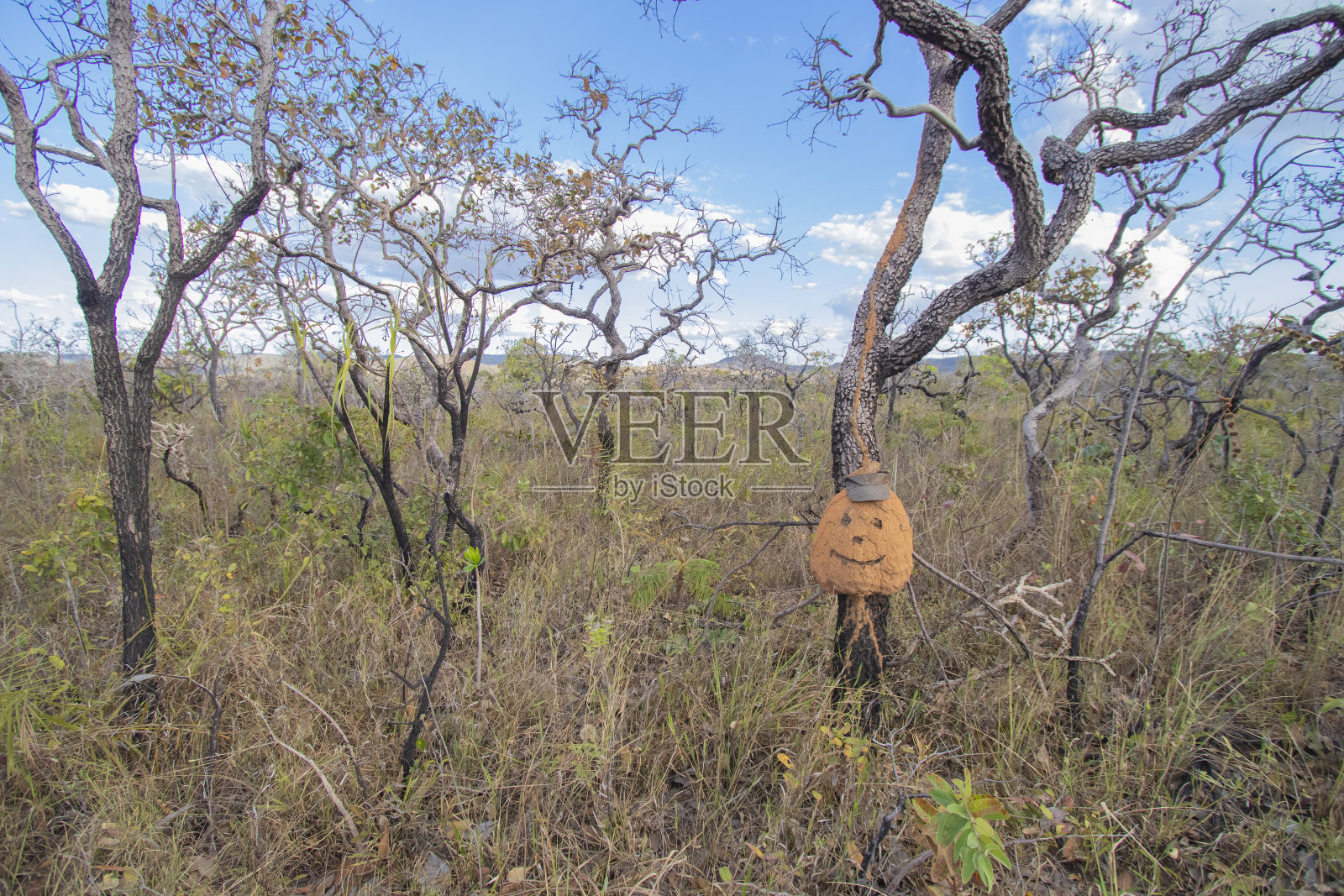 巴西中部美丽的萨凡纳景观。照片摄影图片