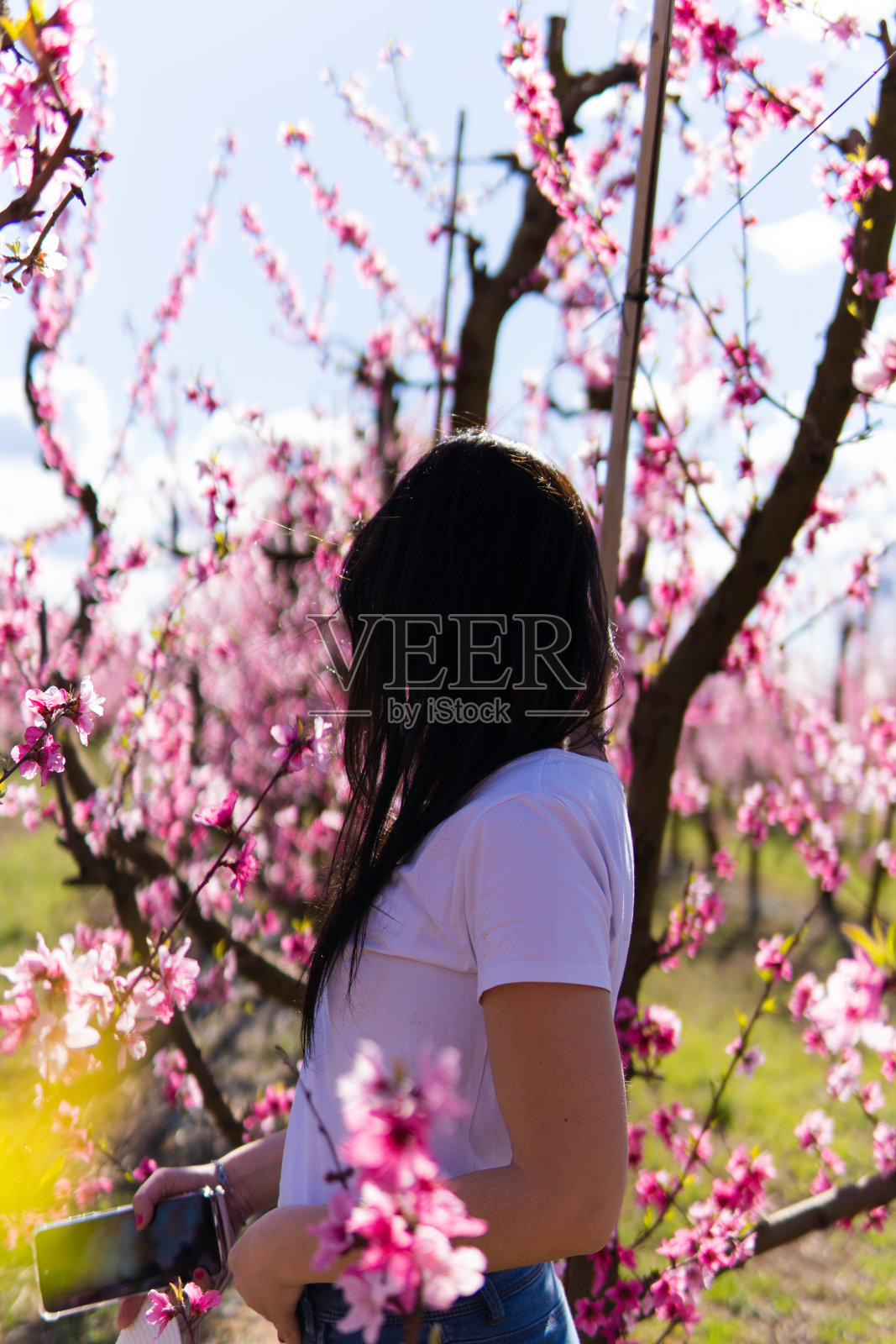 在西班牙加泰罗尼亚的艾托纳，一幅无法辨认的女子走过桃花田的肖像照片摄影图片