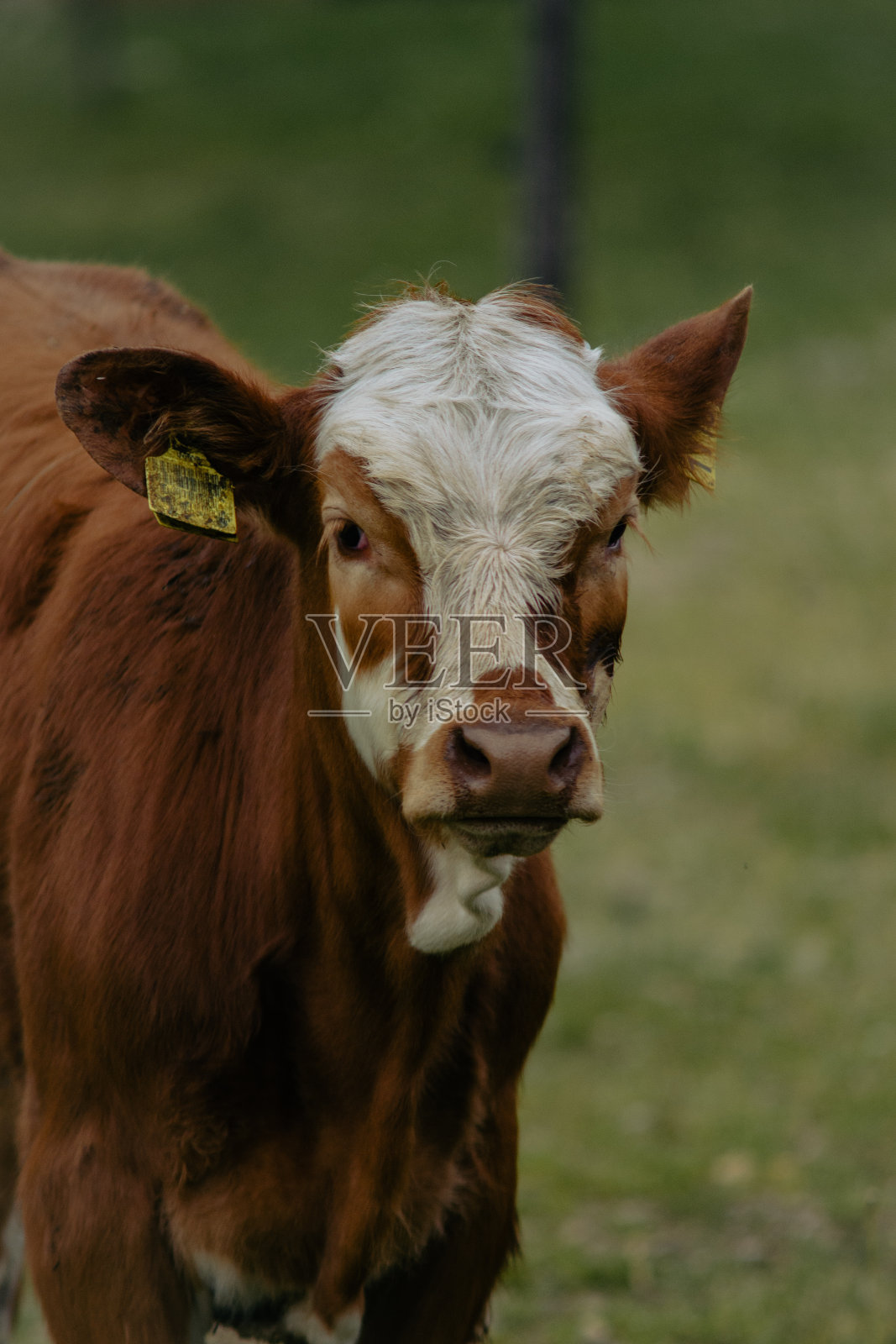 小腿照片摄影图片