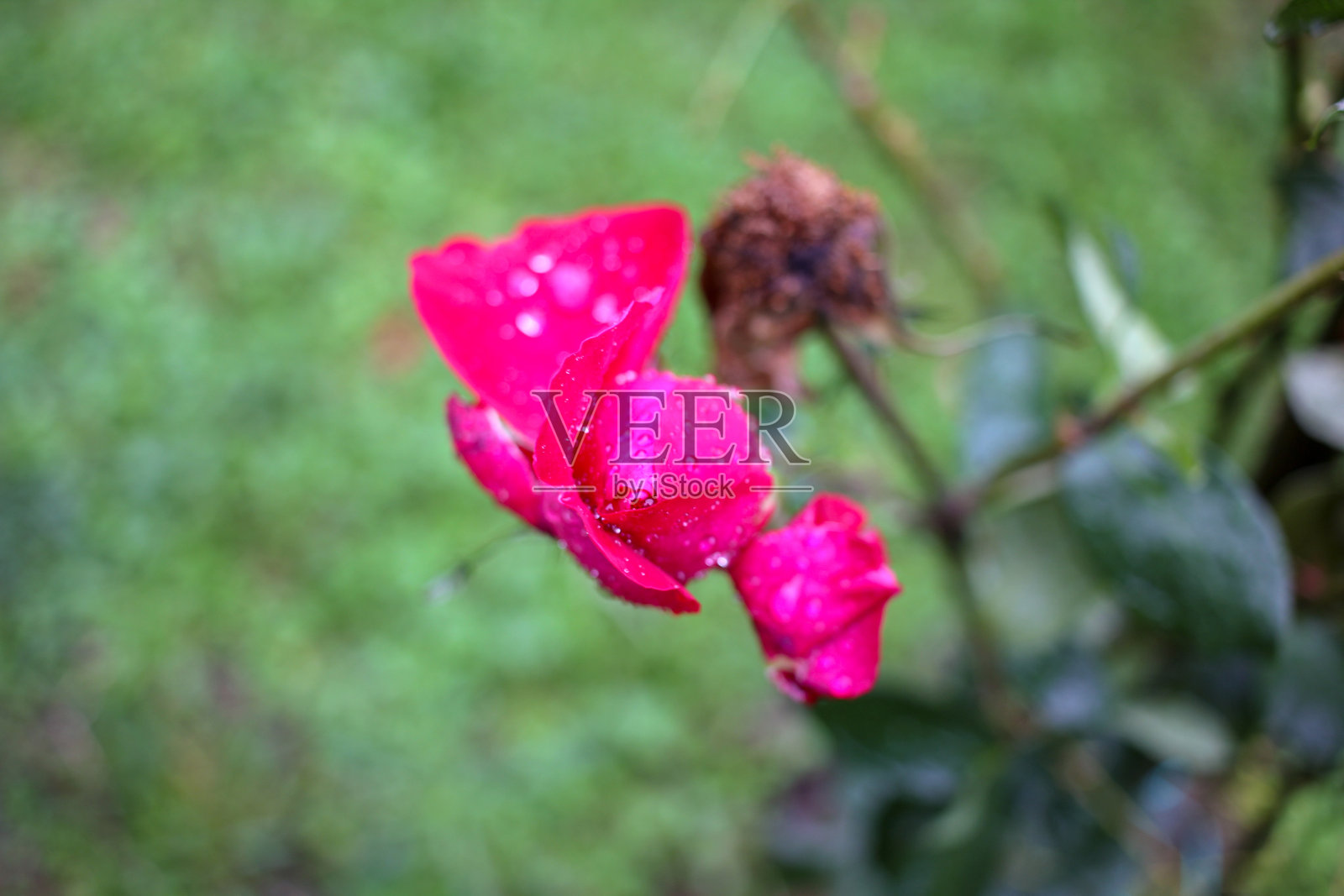 我花园里的玫瑰沾着水滴照片摄影图片