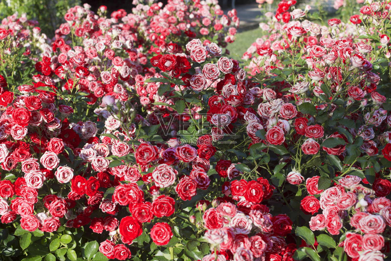 美丽的红玫瑰丛照片摄影图片