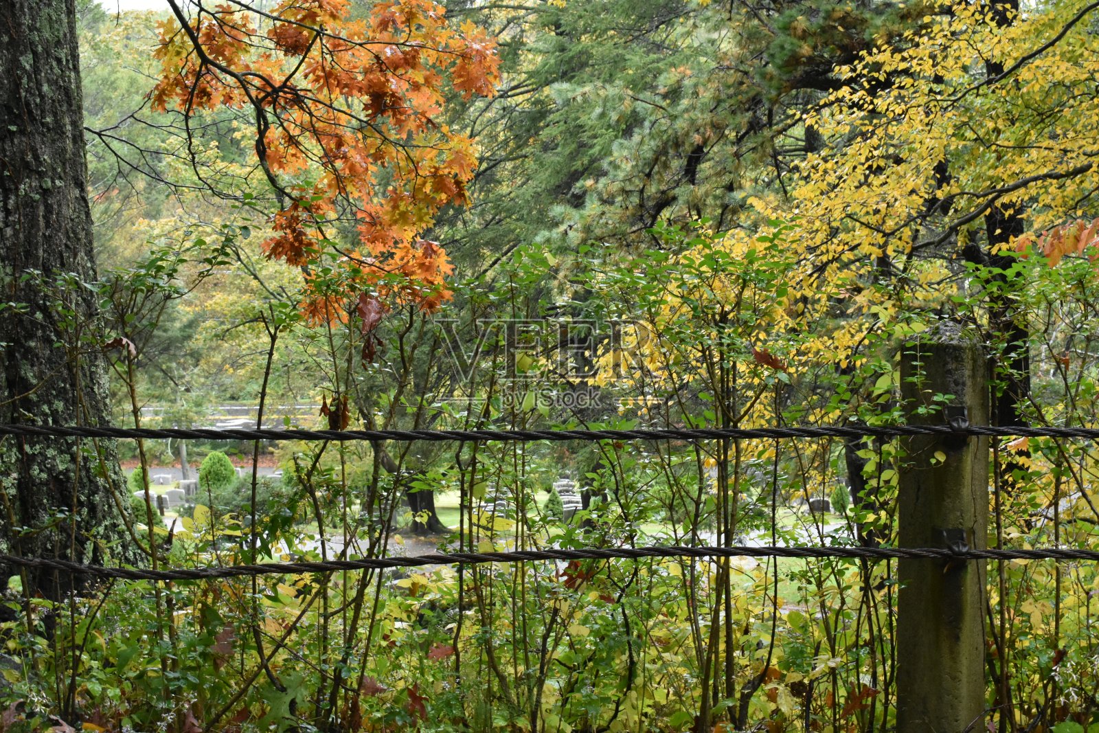 美丽的秋树篱笆在断头谷公墓，纽约自然照片摄影图片