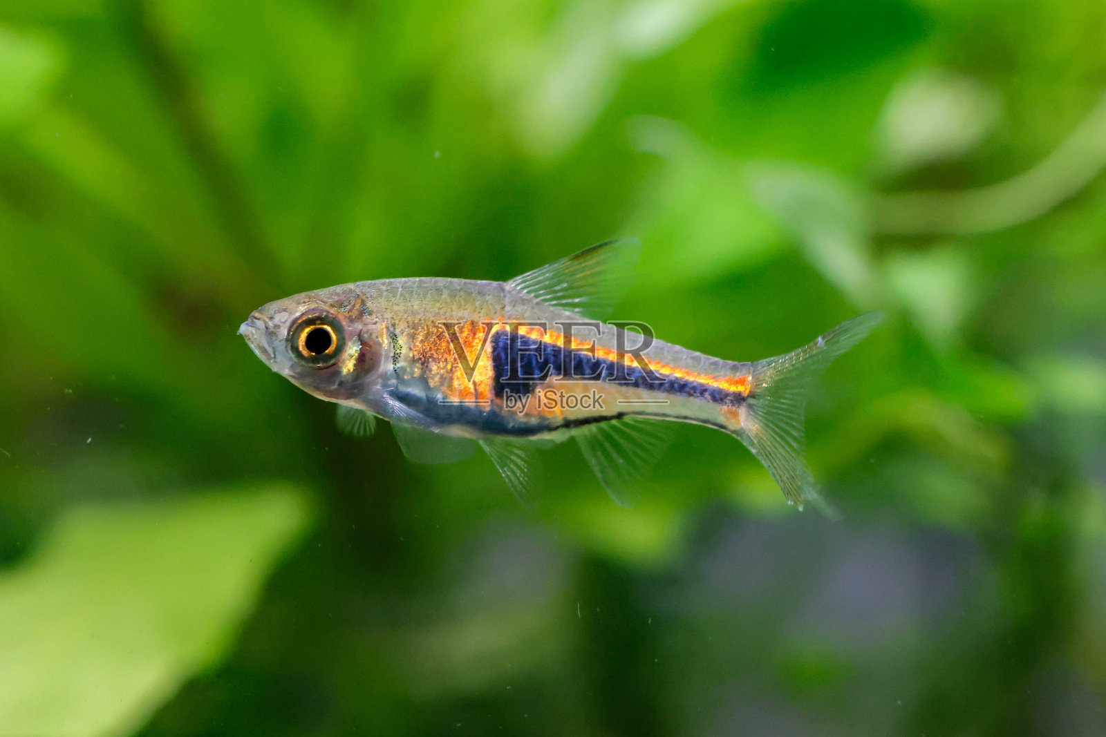 假假假花椒，学名Trigonostigma espei，淡水水族馆。照片摄影图片