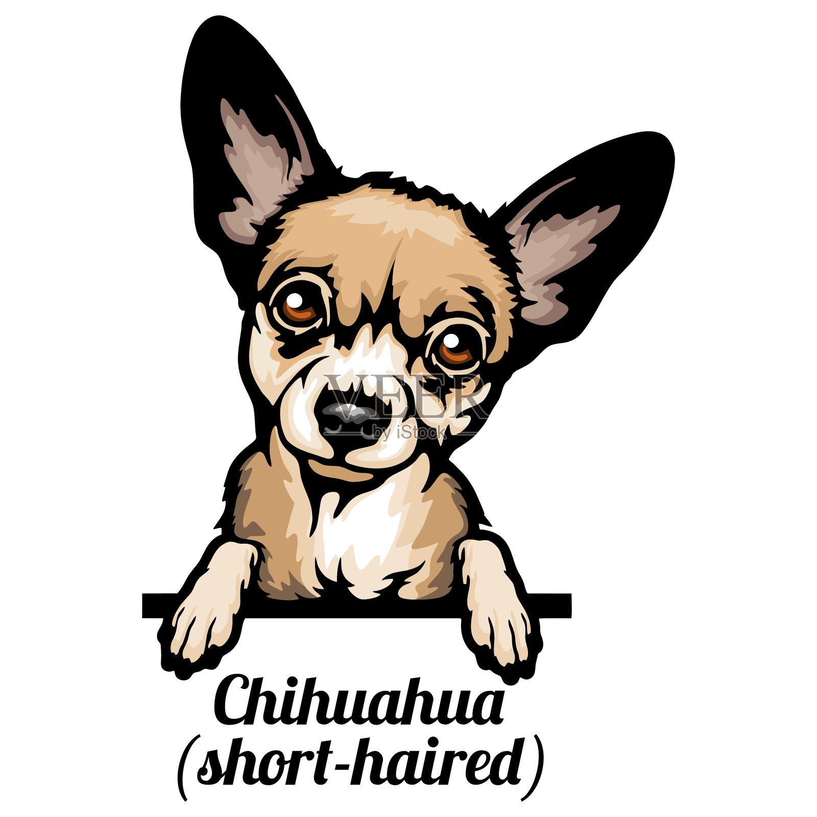 吉娃娃-彩色窥视犬-品种脸头设计元素图片