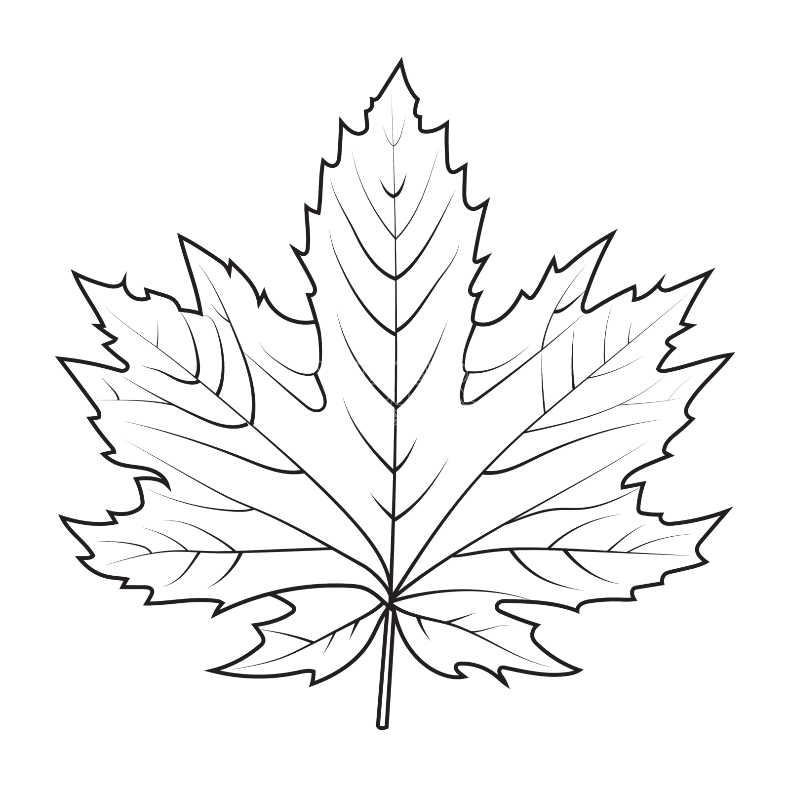 枫叶秋叶轮廓图设计元素图片