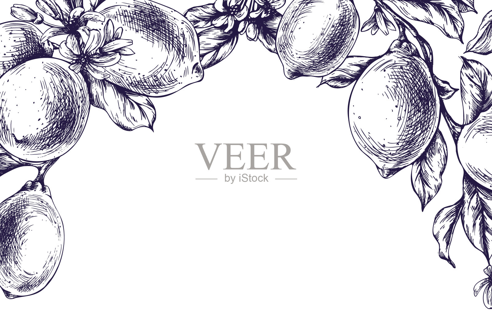 柠檬多汁，成熟时带叶子，枝上有花蕾，整片或切片。用蓝色墨水手绘的图形植物插图。框架，EPS矢量模板。插画图片素材