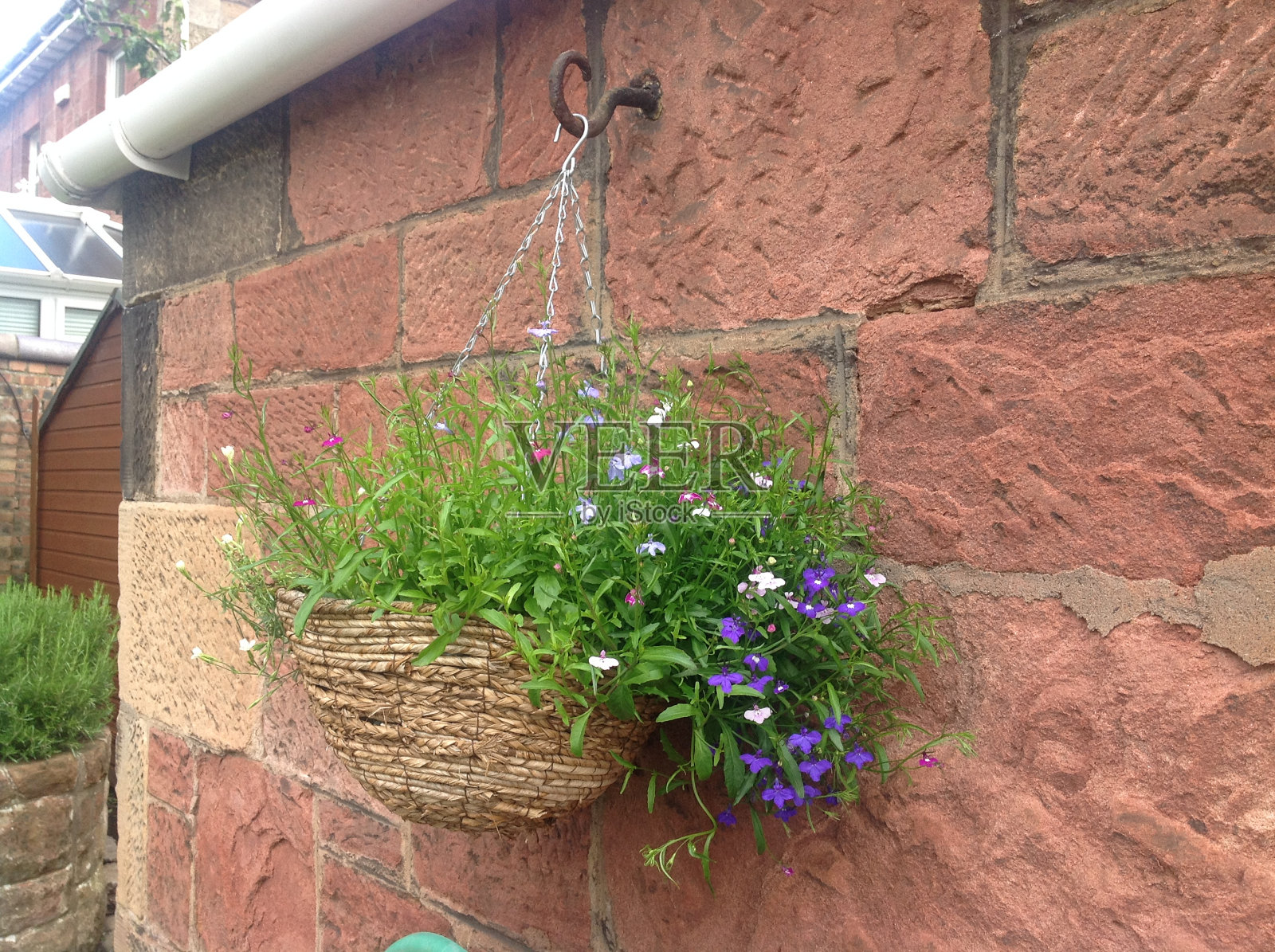 在苏格兰、英格兰、英国的格拉斯哥，挂满彩色半边莲花的篮子照片摄影图片