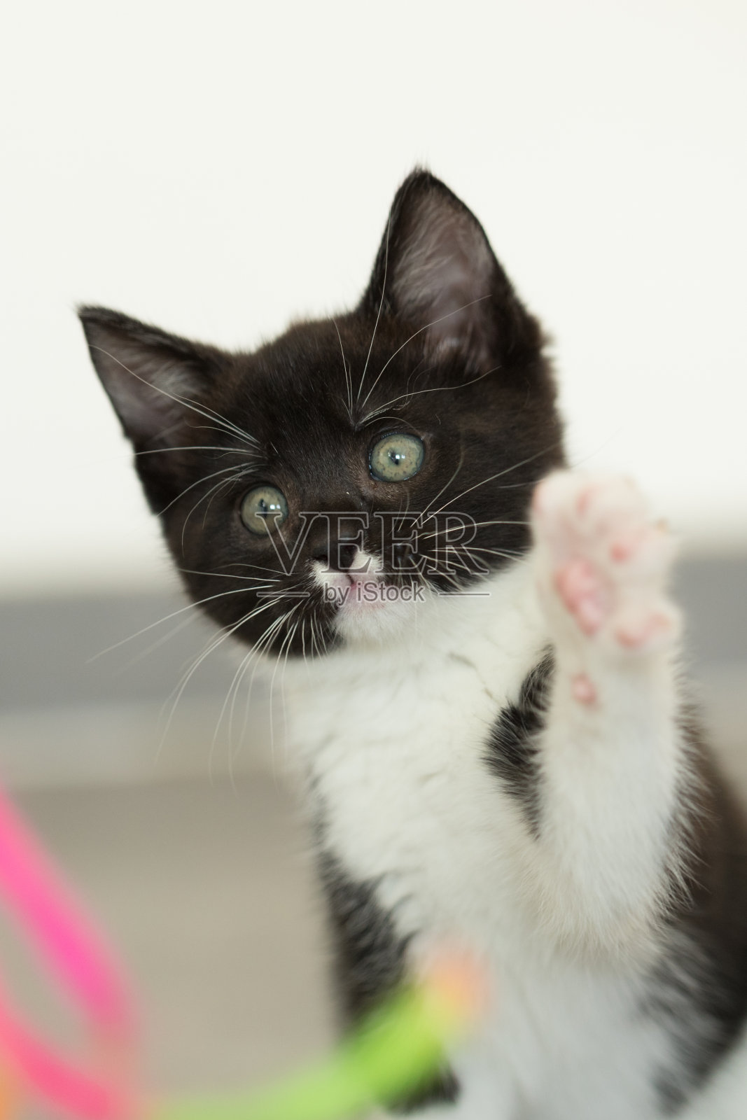 一只小猫在玩彩色的绳子照片摄影图片