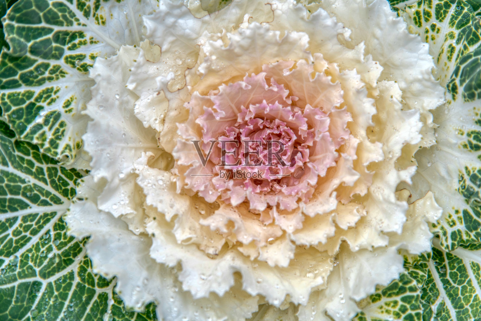 装饰卷心菜或甘蓝照片摄影图片