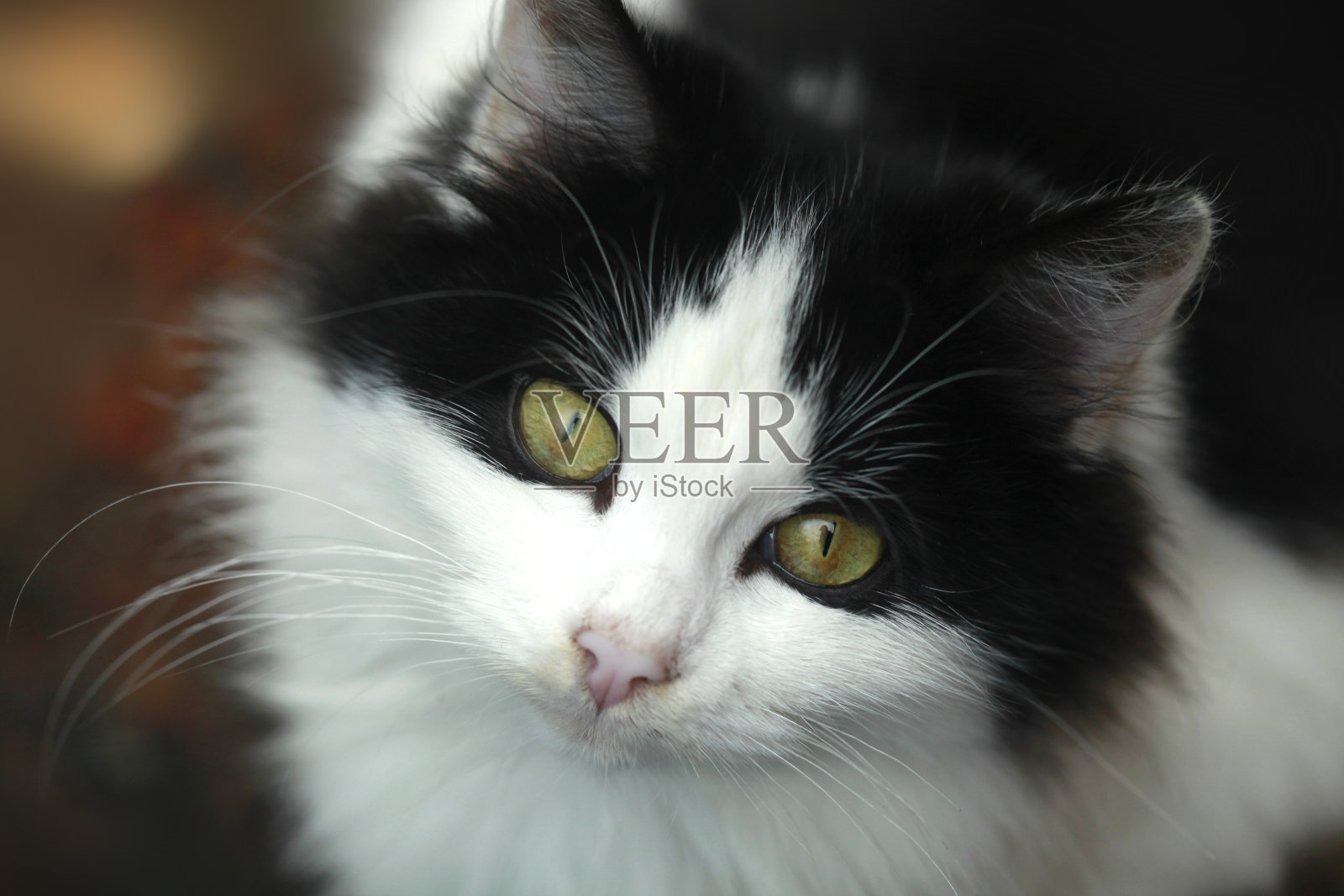 可爱的野生毛茸茸的猫的肖像照片摄影图片