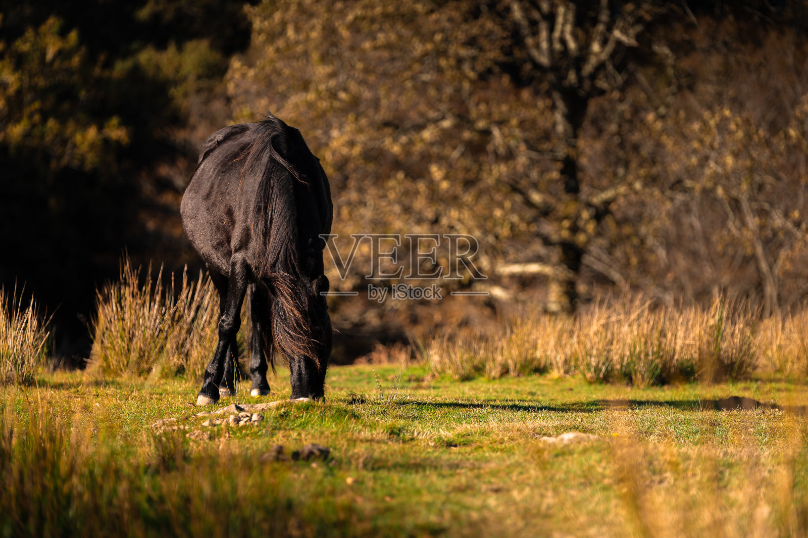 马在秋天吃草照片摄影图片