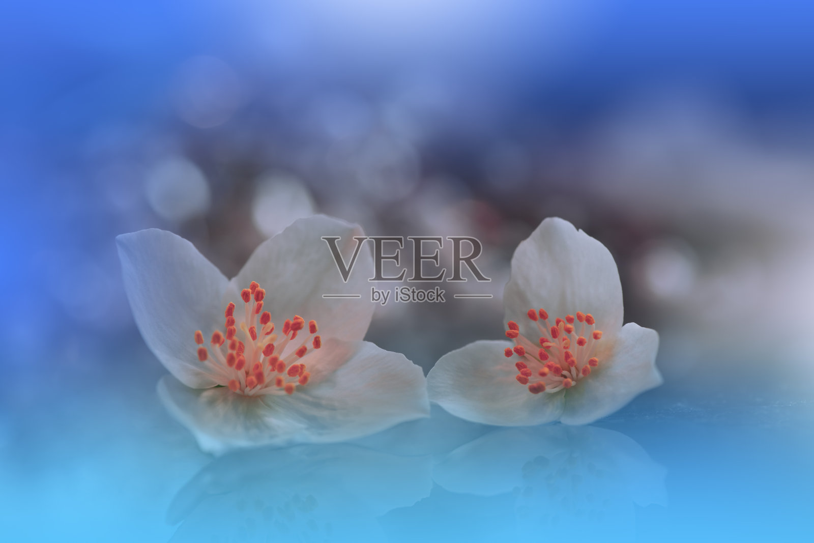 美丽宁静的自然背景。惊人的茉莉花春天的微距拍摄。艺术设计。特写摄影。概念抽象照片。幻想花卉艺术。创意艺术壁纸。蓝色Color.Colorful colors.Romantic,爱。复制Space.Aroma,香水。照片摄影图片