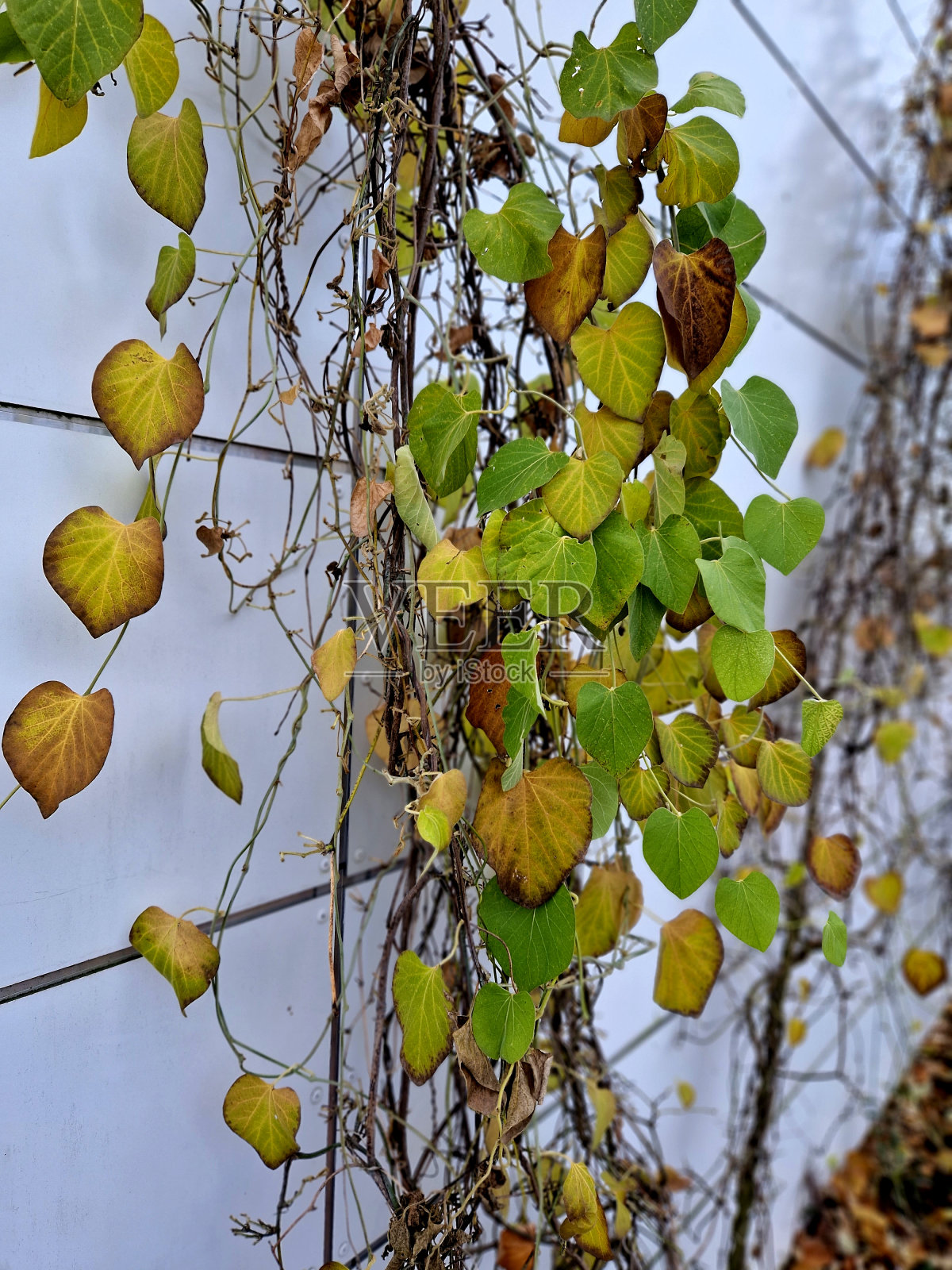 仓库的金属板墙采用不锈钢电缆支架进行改进，用于攀爬植物。格子架由不锈钢垂直电缆制成。在一片狭窄的花坛上覆盖着照片摄影图片