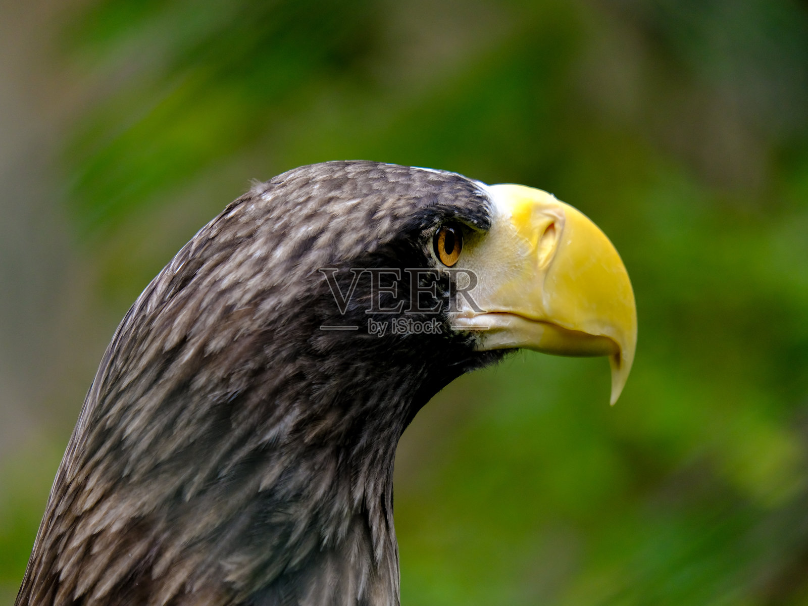 美丽的猛禽在德国享受阳光明媚的一天。照片摄影图片