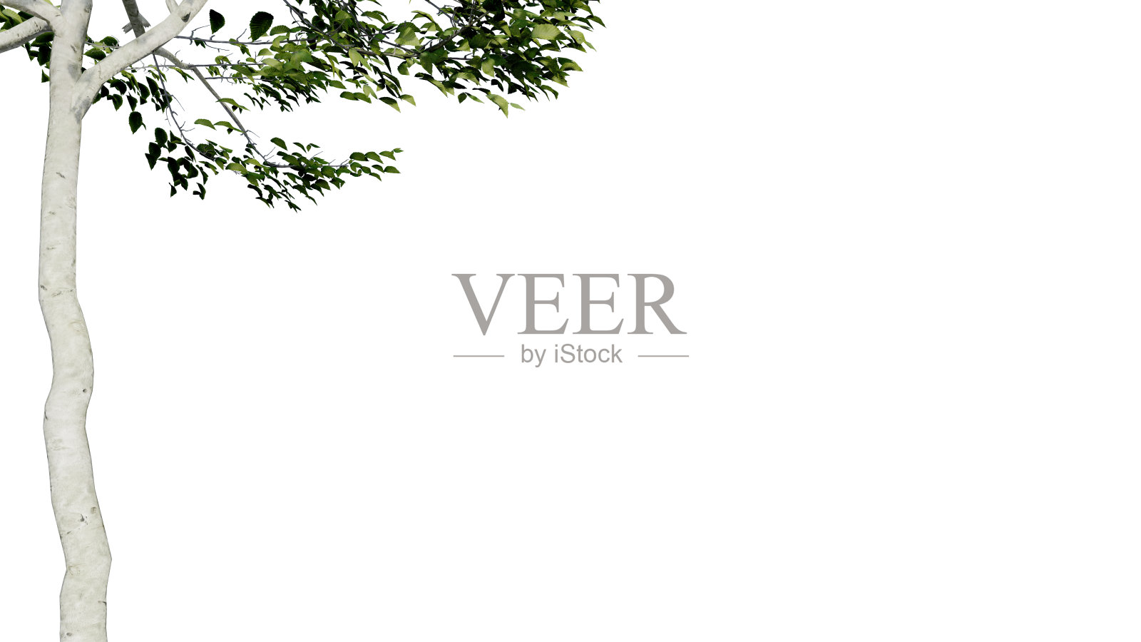 树离开自然透明切出森林孤立的背景3d渲染。照片摄影图片