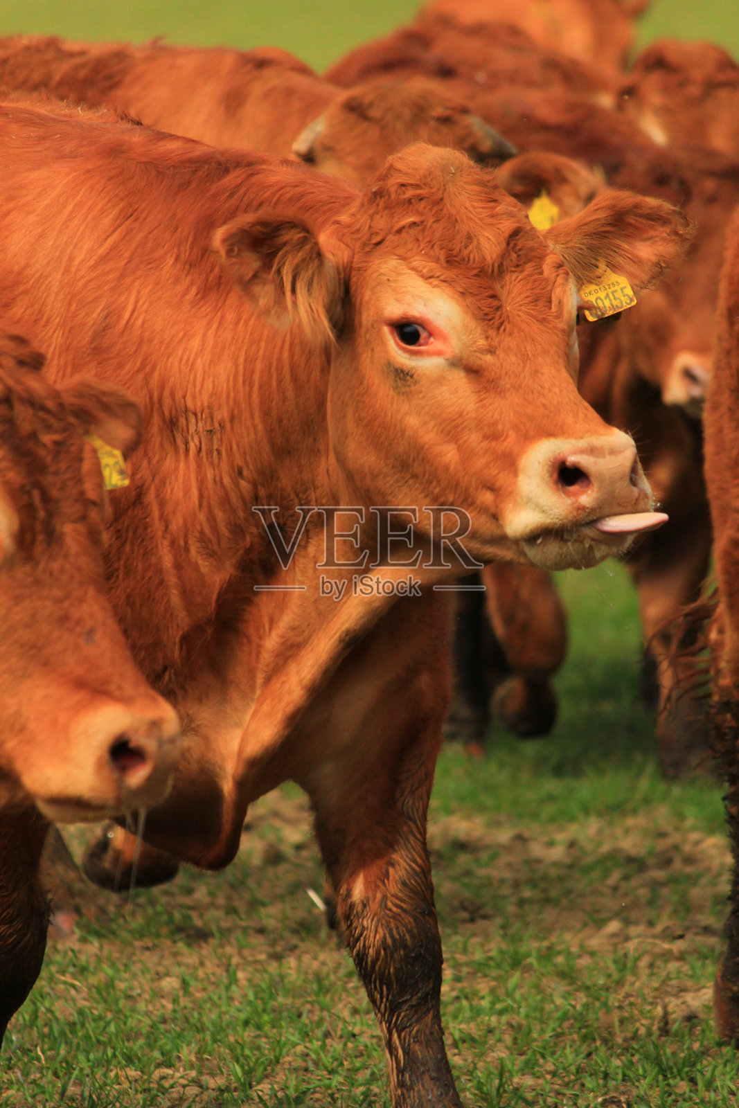 一群红色泽西牛的肖像照片摄影图片