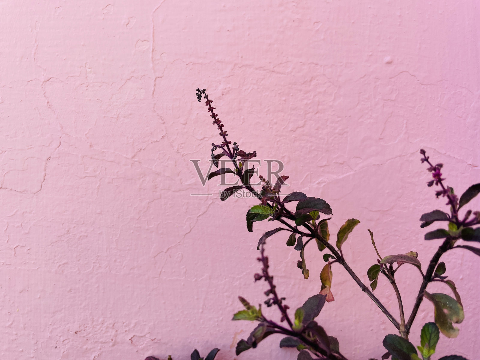 粉红色背景的罗勒枝或早午餐照片摄影图片