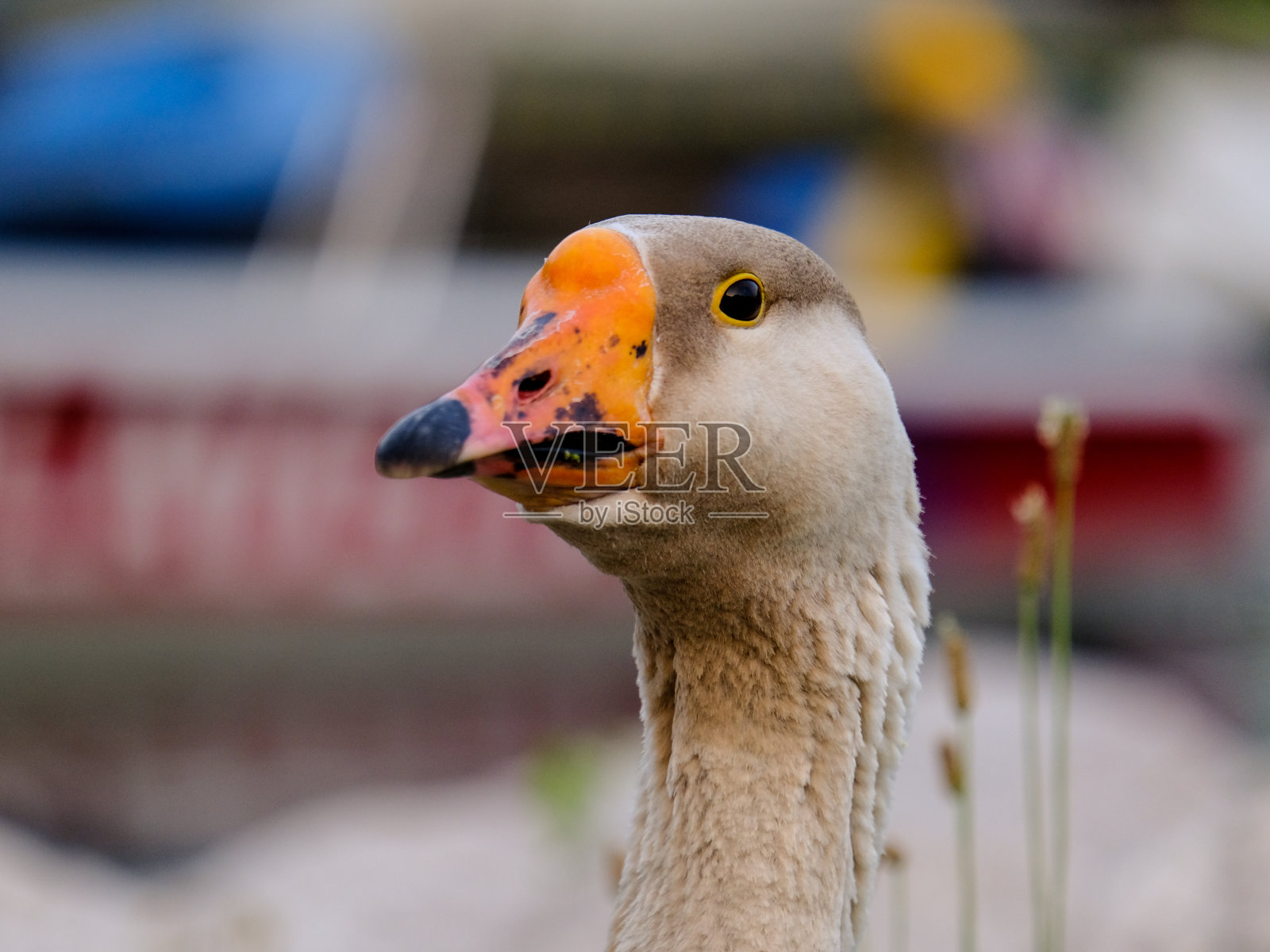 美丽的水鸟在德国享受阳光明媚的一天。照片摄影图片