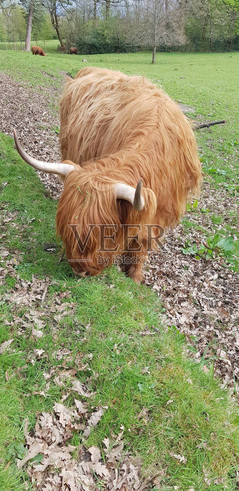 英国苏格兰格拉斯哥高地牛头和牛角特写照片摄影图片