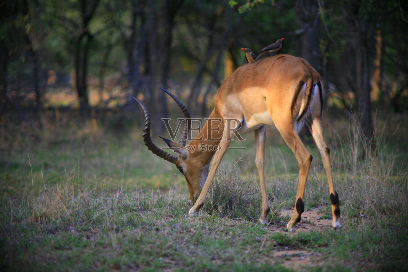 长着红嘴的黑斑羚照片摄影图片