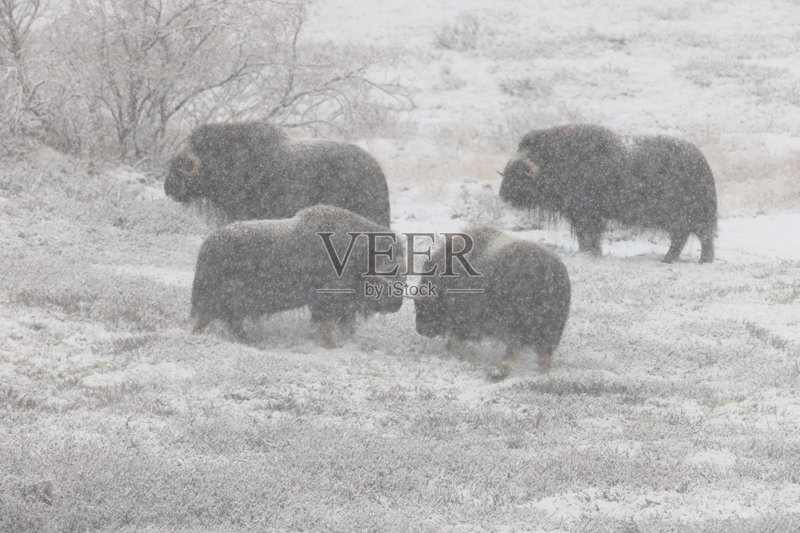 秋天的麝牛带着挪威鸽舍国家公园的第一场雪照片摄影图片