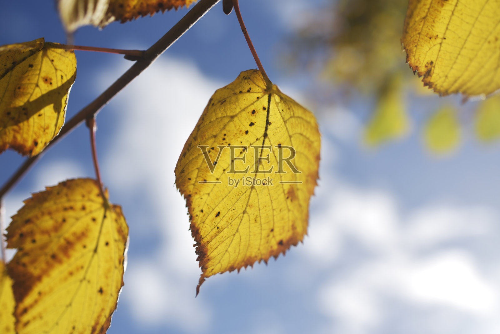 树叶味d 'automne照片摄影图片