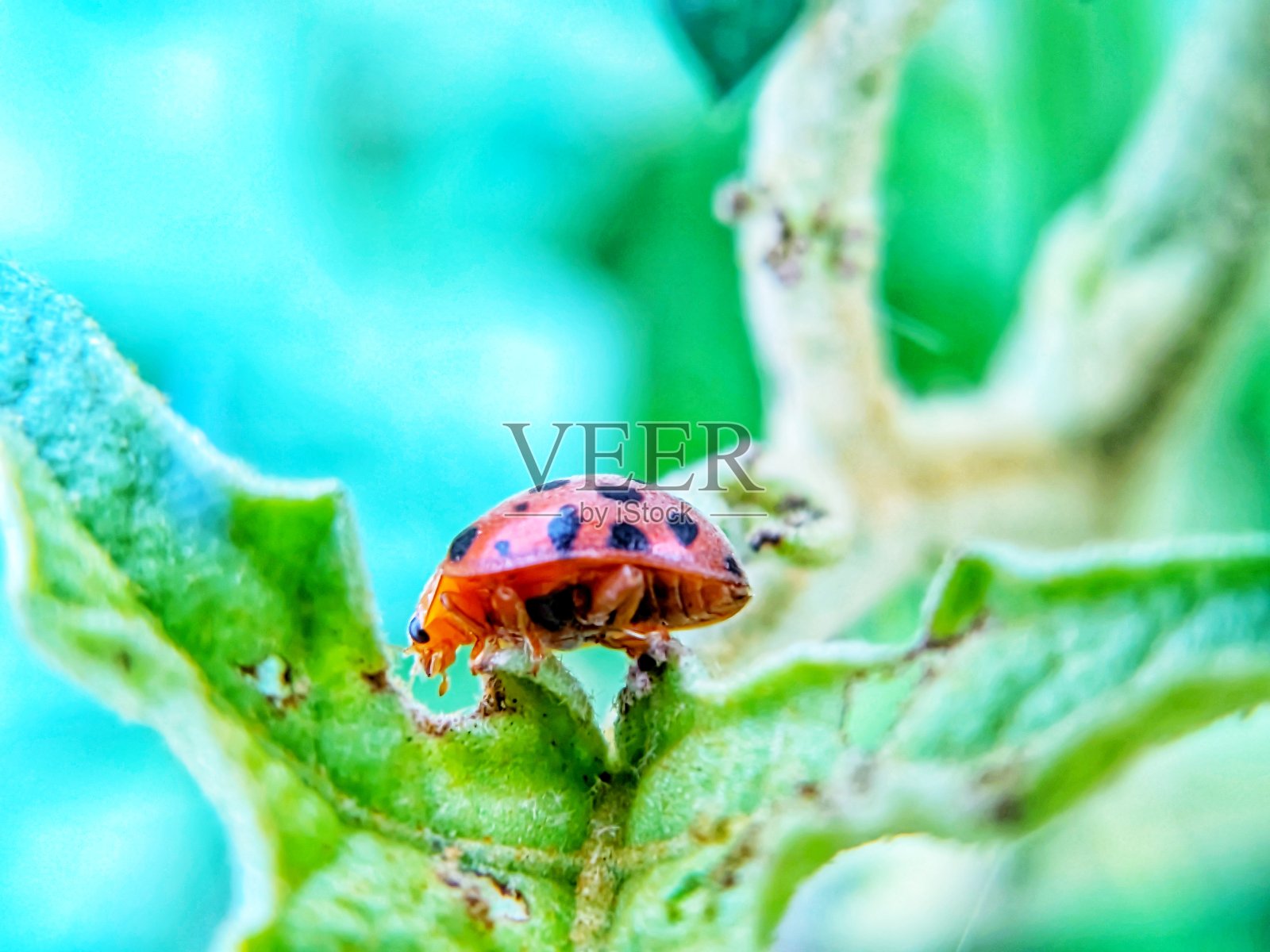 美丽的瓢虫在绿叶周围觅食的照片照片摄影图片