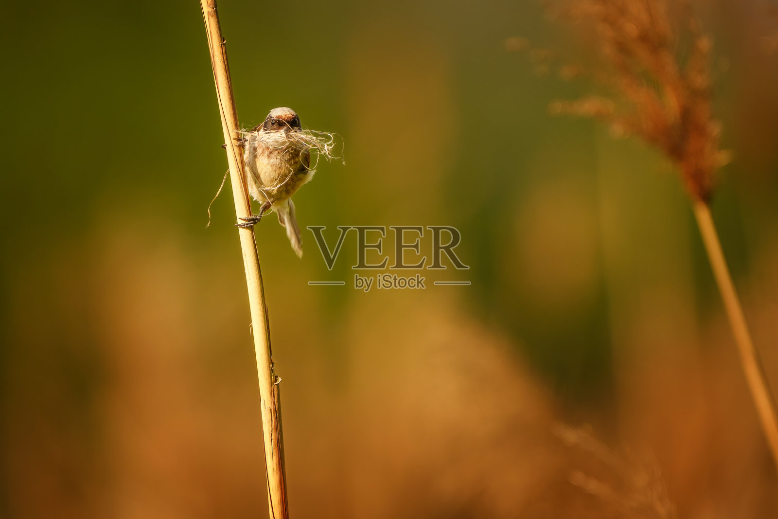 欧亚山雀或欧洲山雀是一种雀形目鸟属照片摄影图片