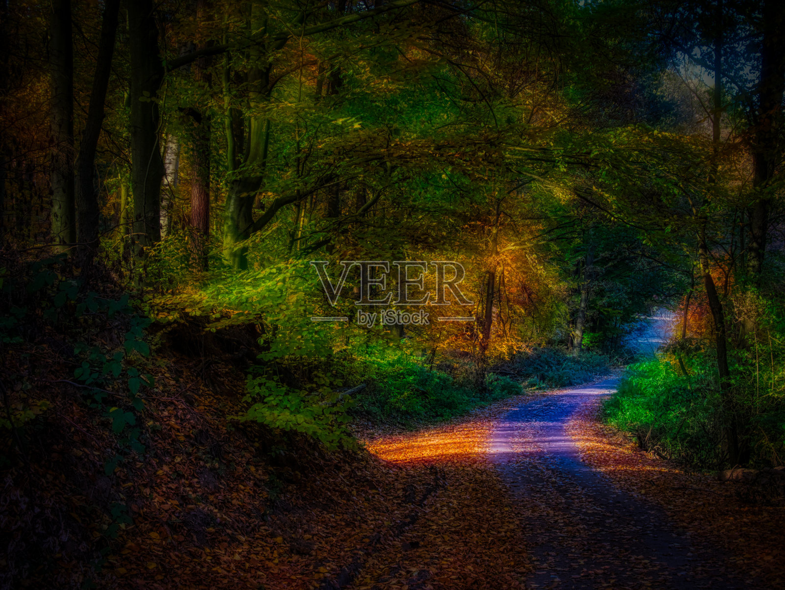 神奇的秋林照片摄影图片