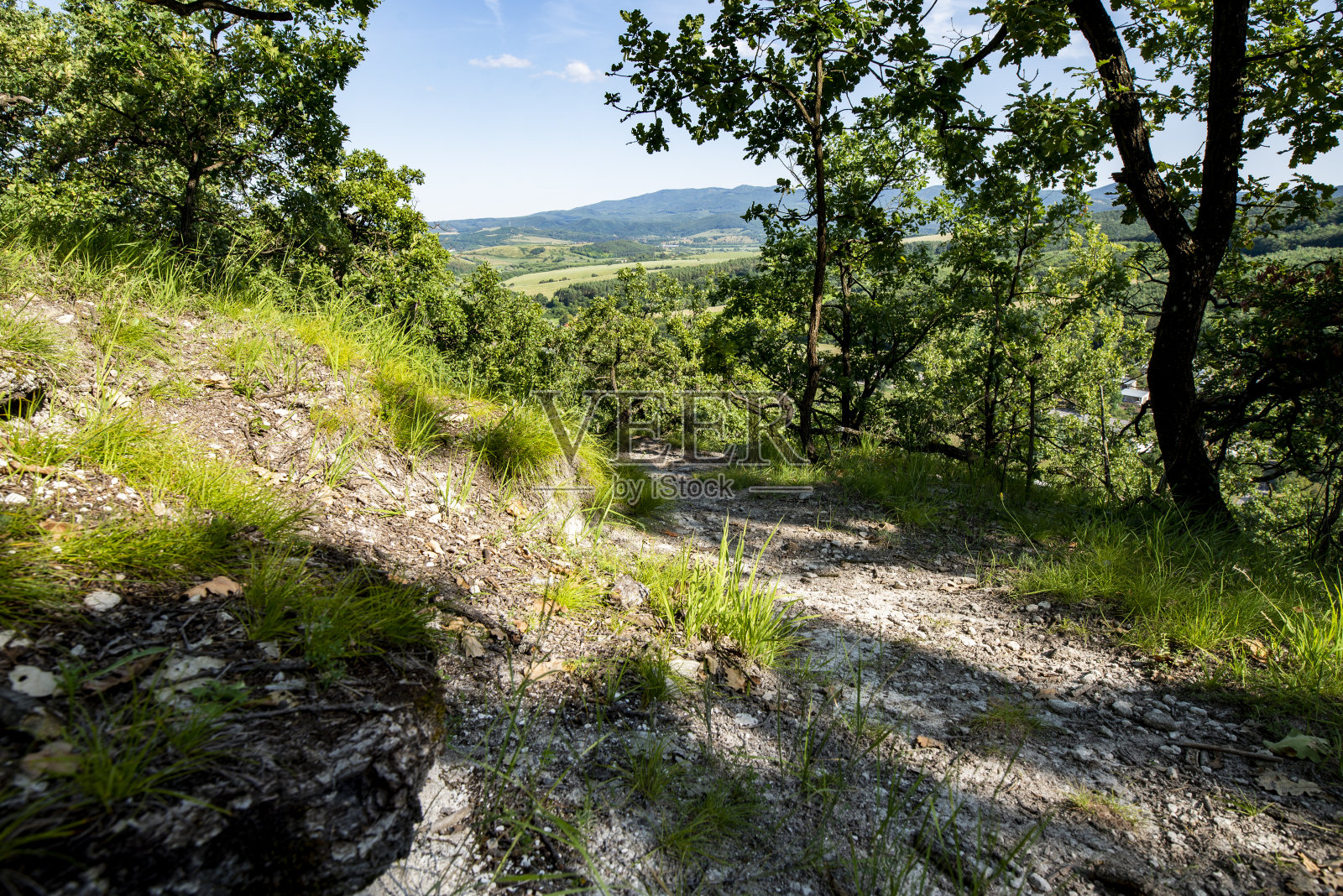 在茂密的绿色森林里，阳光穿过茂密的树枝照片摄影图片