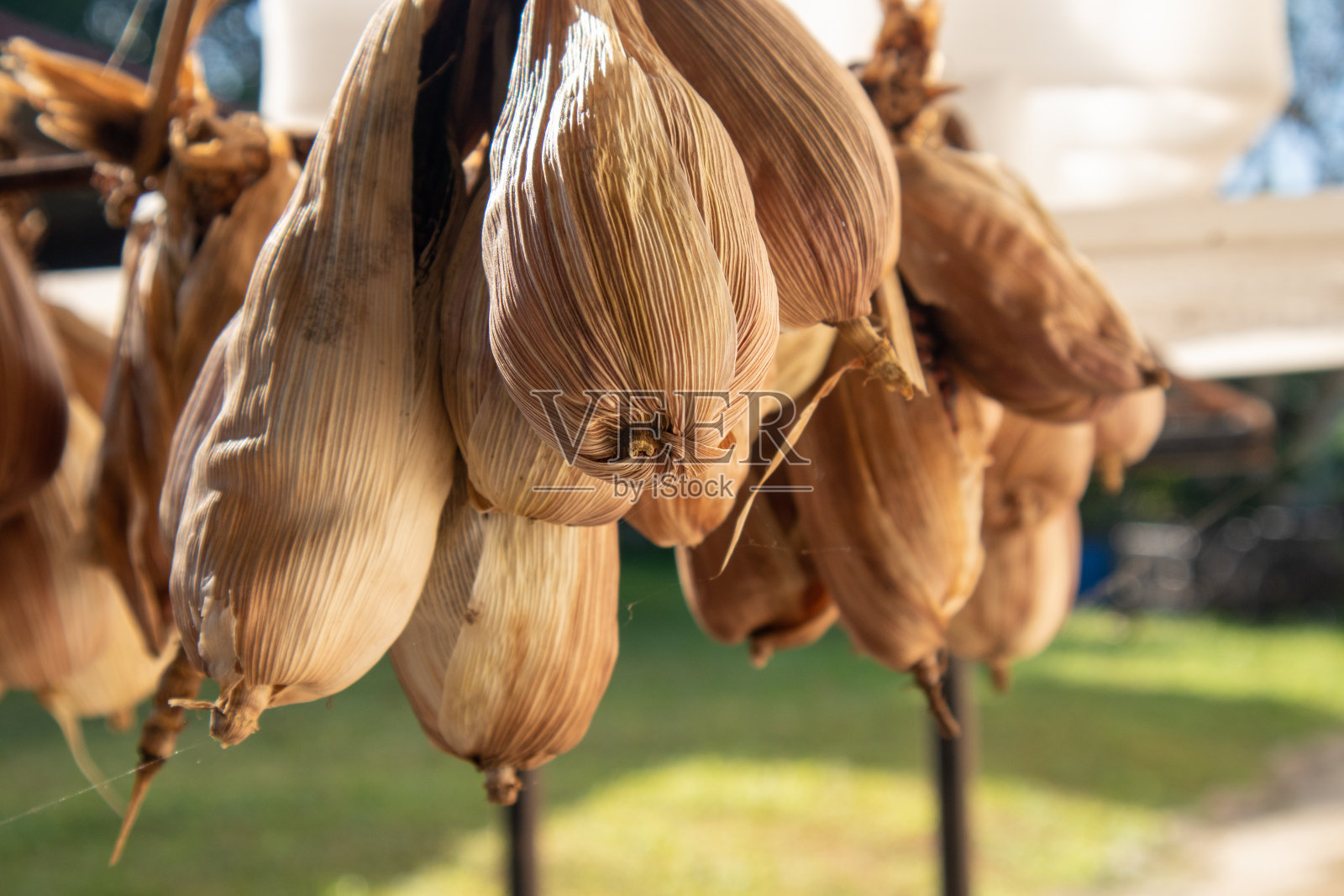 玉米被晒干以分离种子并播种。照片摄影图片