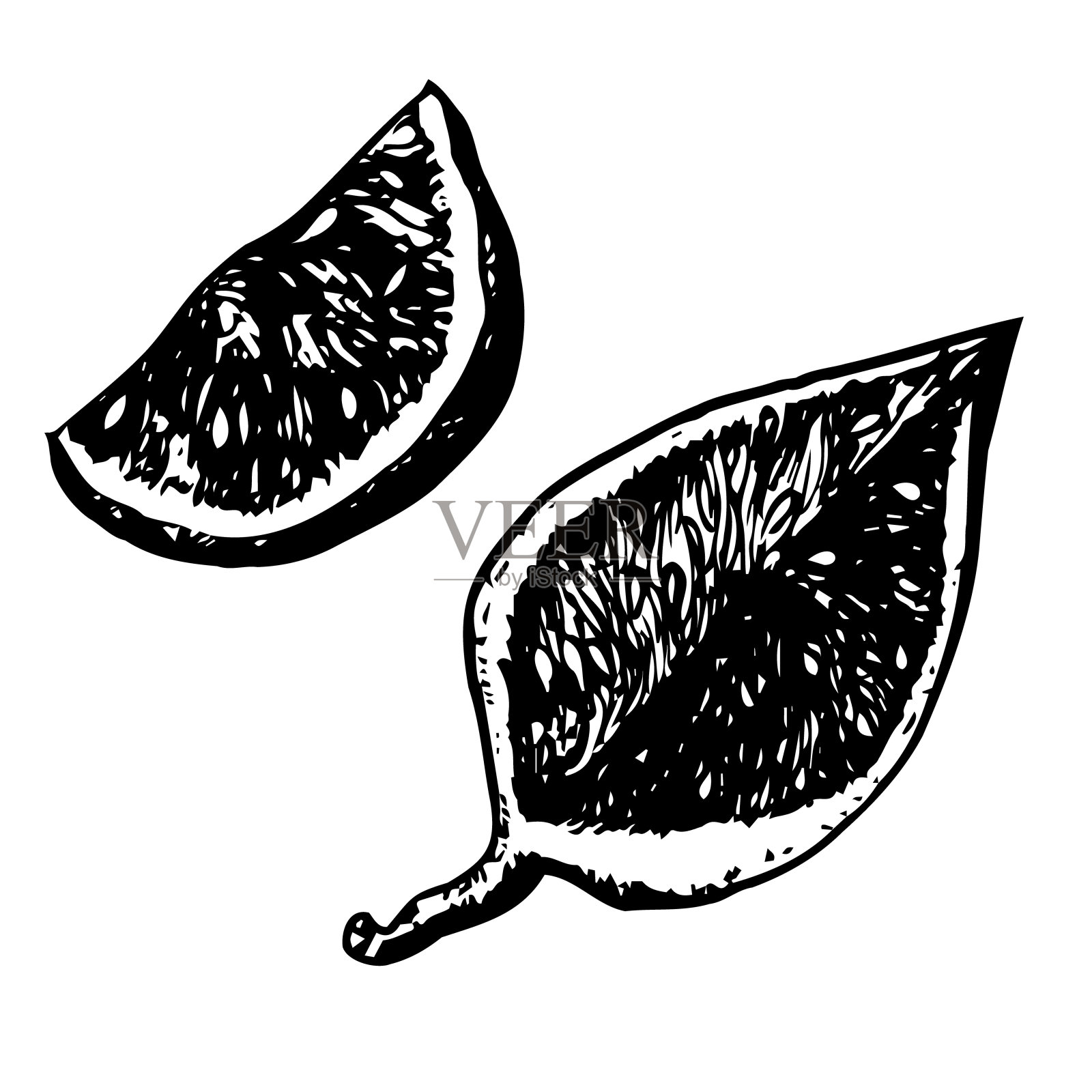 手绘黑白墨水插图。两片新鲜成熟的无花果。向量插画图片素材
