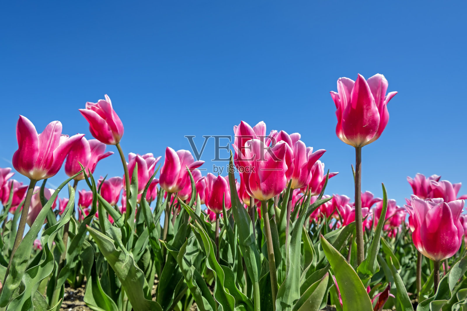 春天，荷兰乡下盛开的红色郁金香照片摄影图片