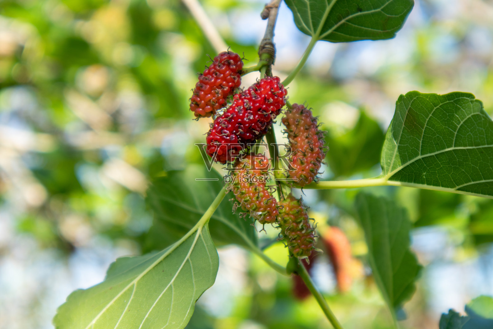 红桑树长在花园里的树上。照片摄影图片