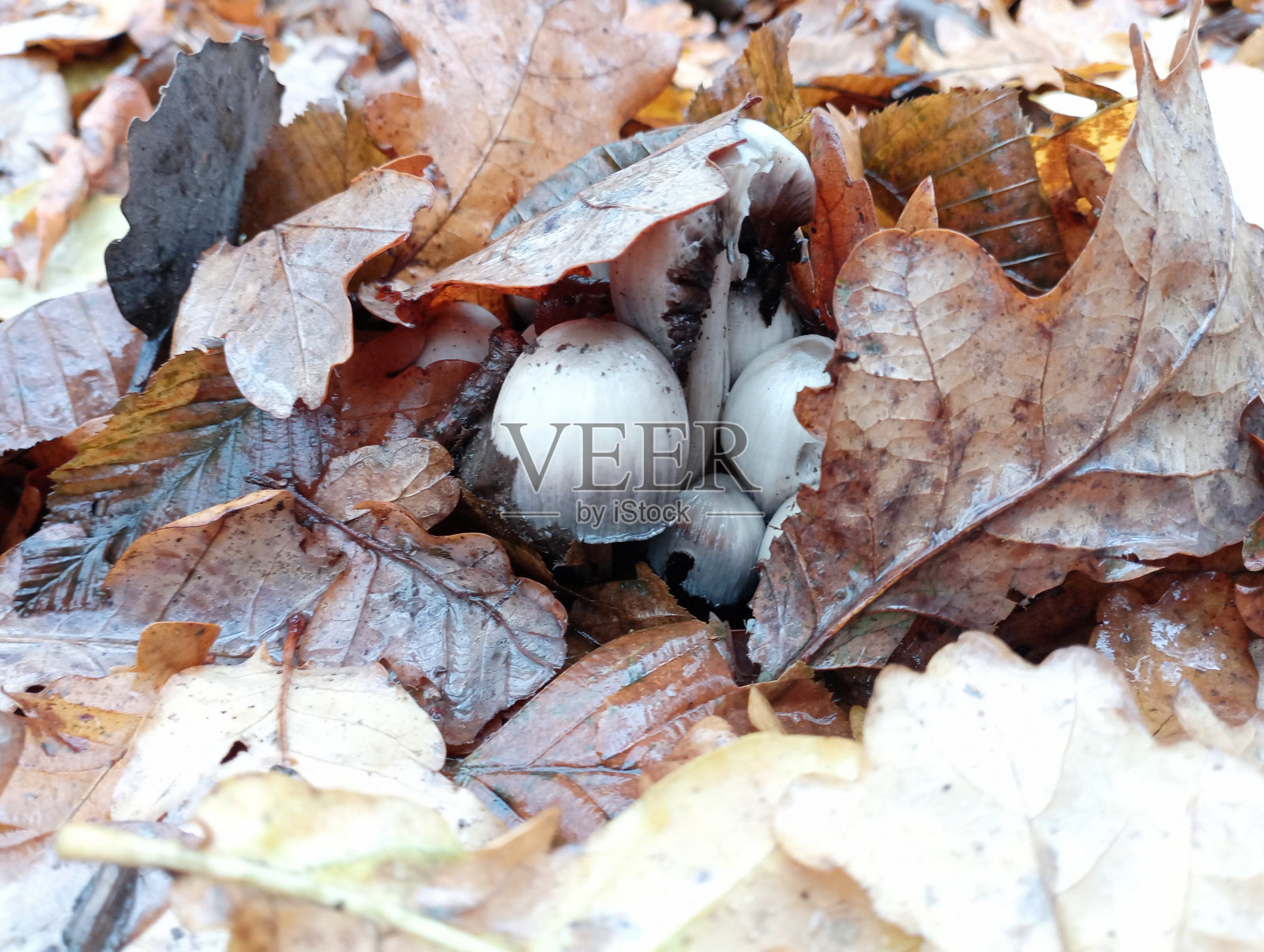白色的毒蘑菇藏在森林里的黄色落叶下面。美丽的秋天背景配上毒蘑菇。照片摄影图片
