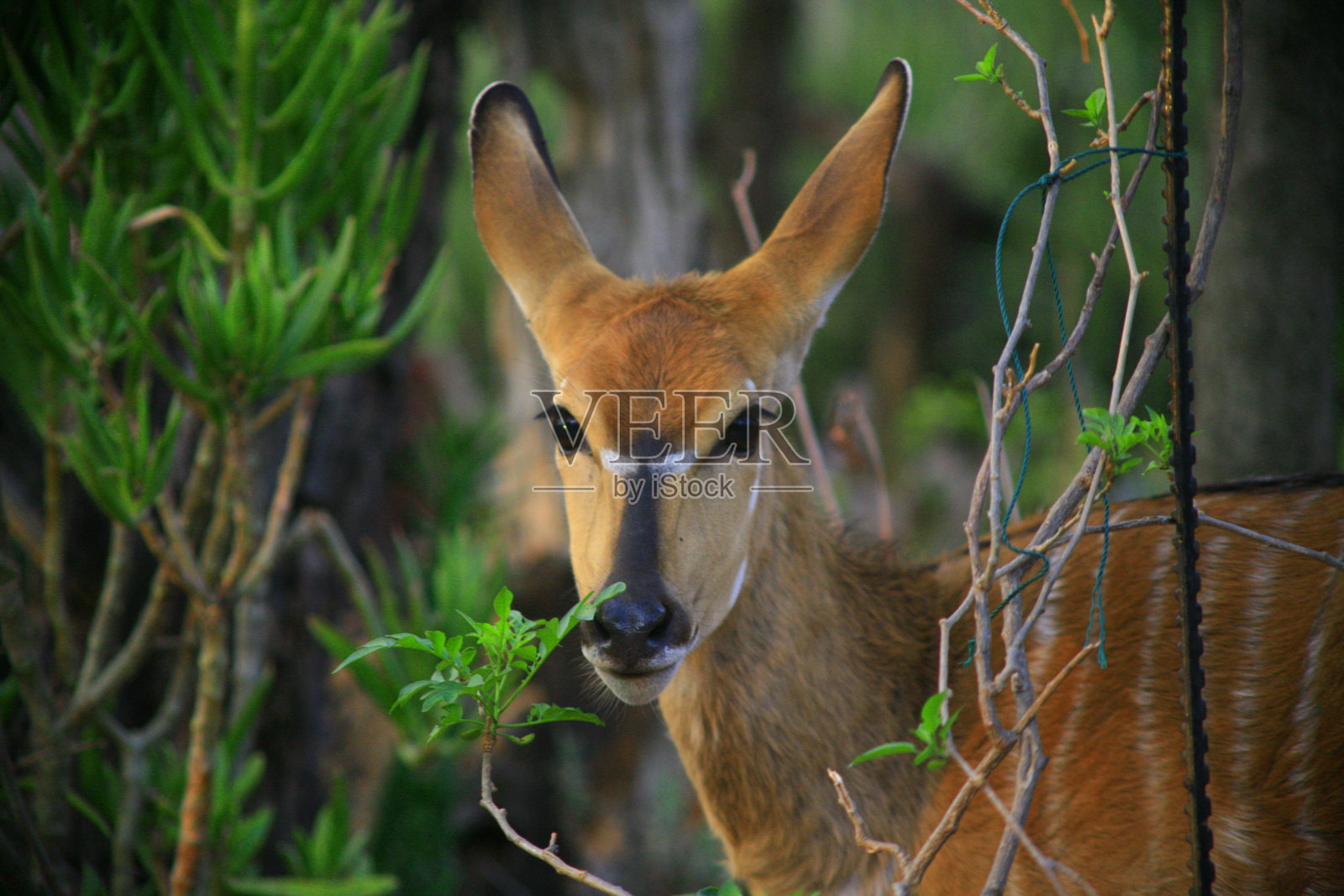 尼亚拉多伊照片摄影图片