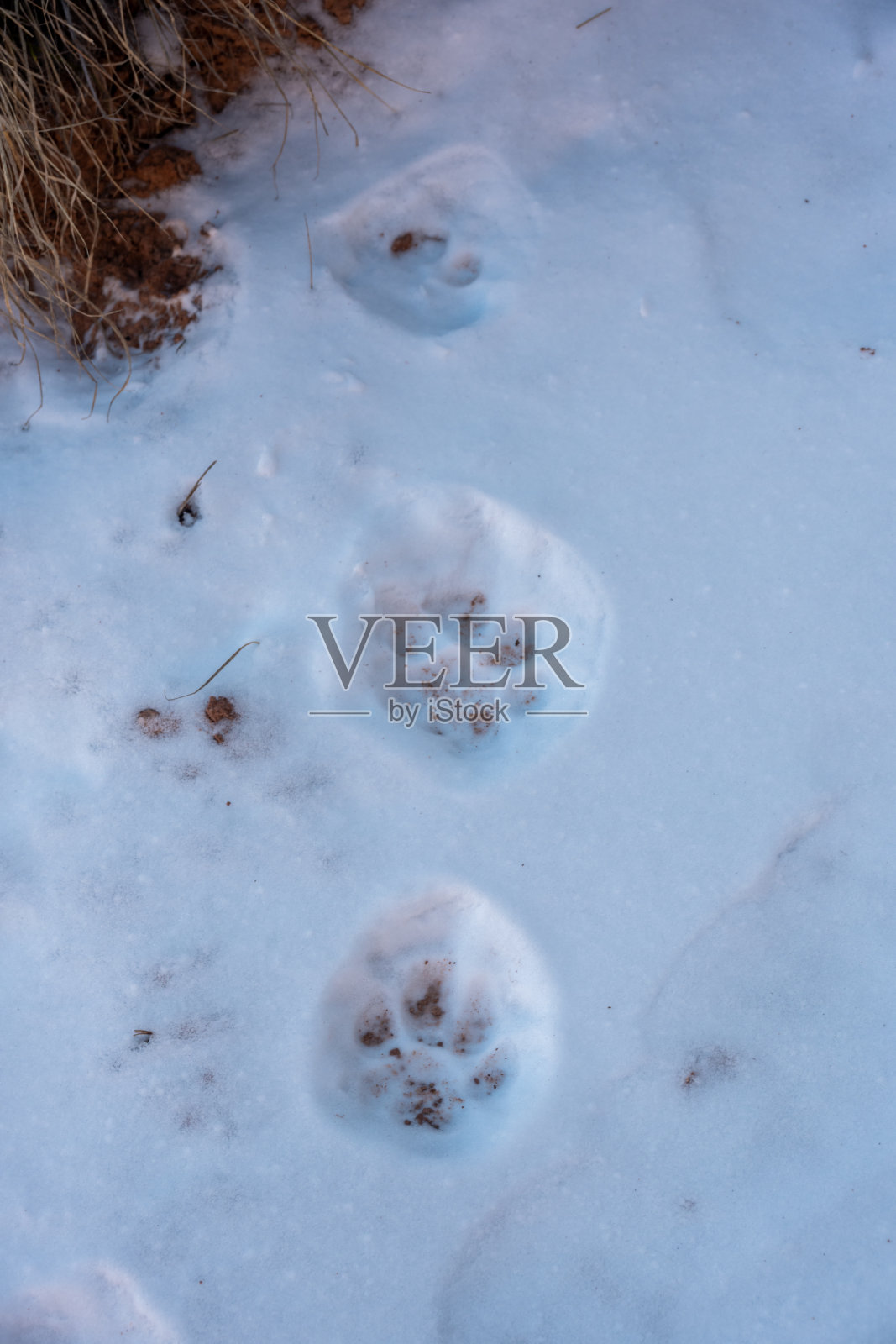 沿着大峡谷的鲍彻小径，美洲狮在雪地上的脚印照片摄影图片