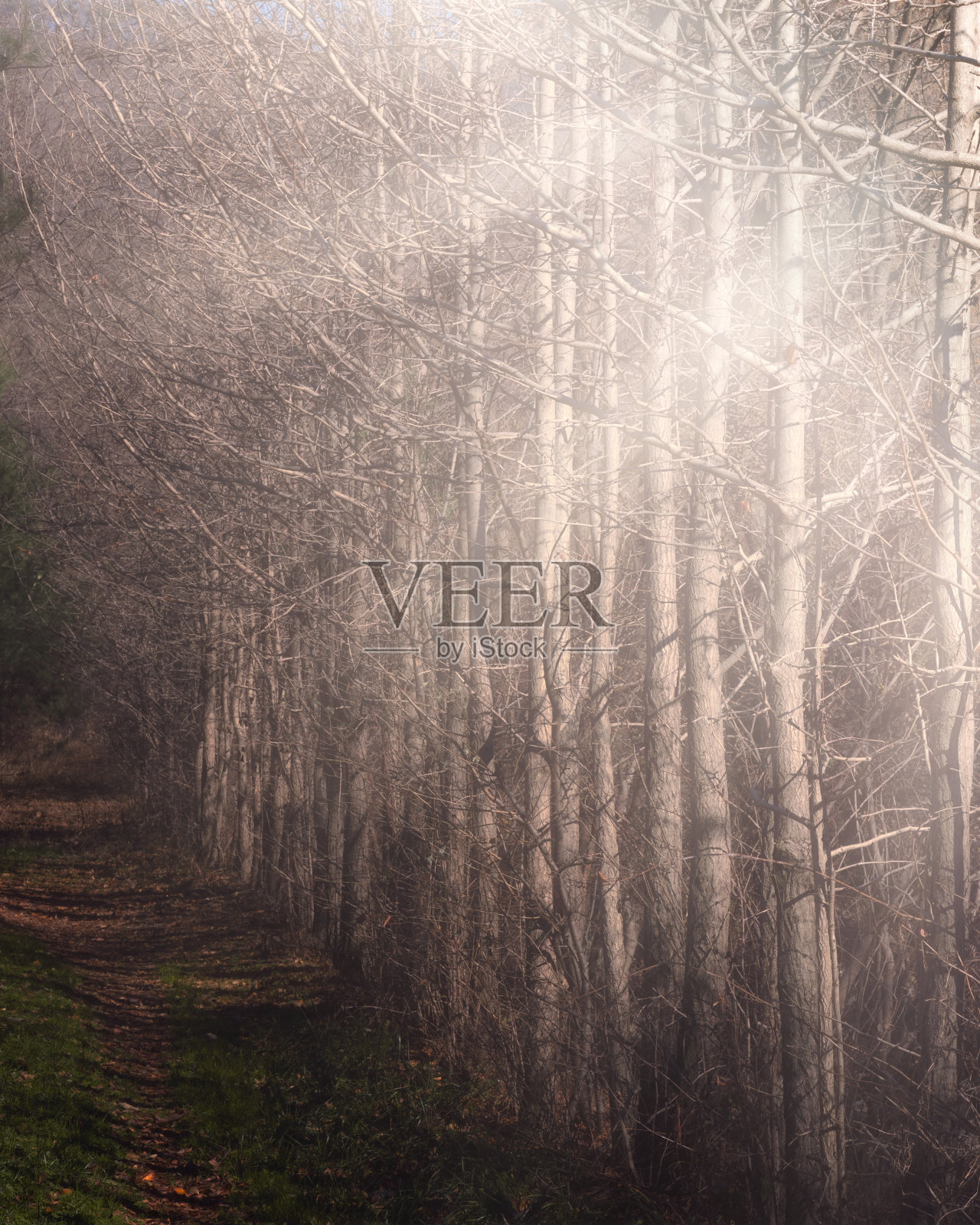 森林之路照片摄影图片