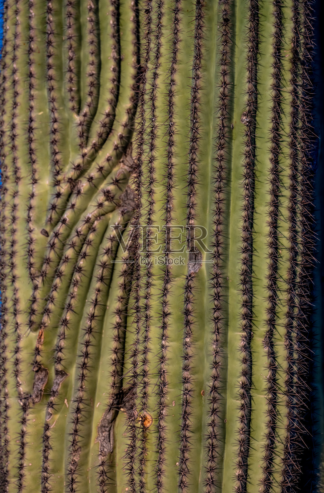 仙人掌的纹理照片摄影图片