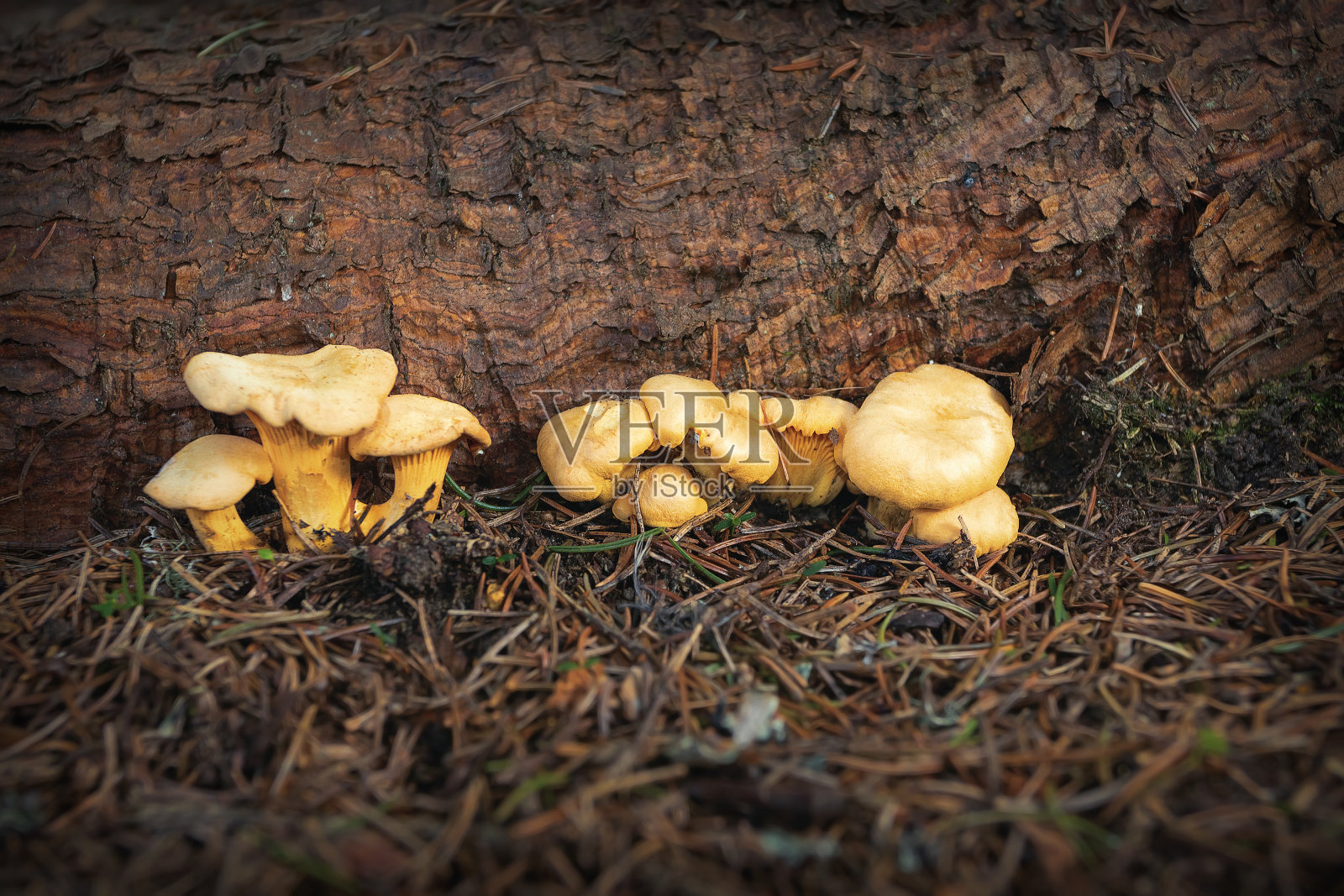 生长在云杉林中的鸡油菌照片摄影图片