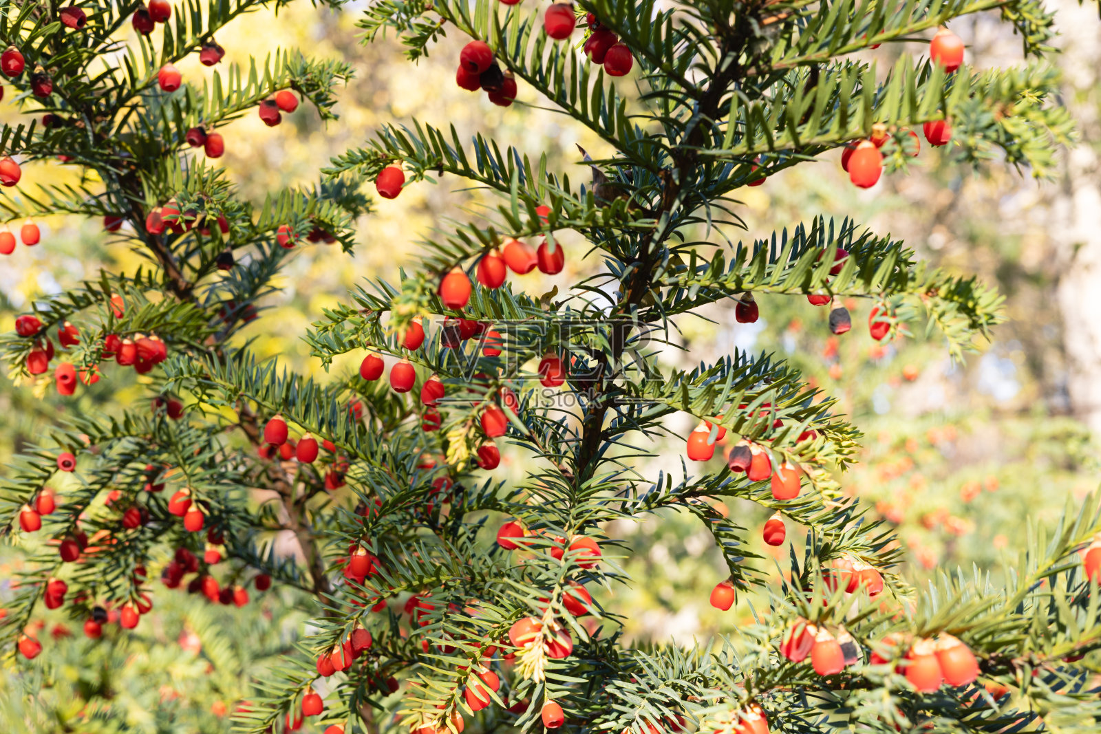 红豆杉树枝的特写照片摄影图片