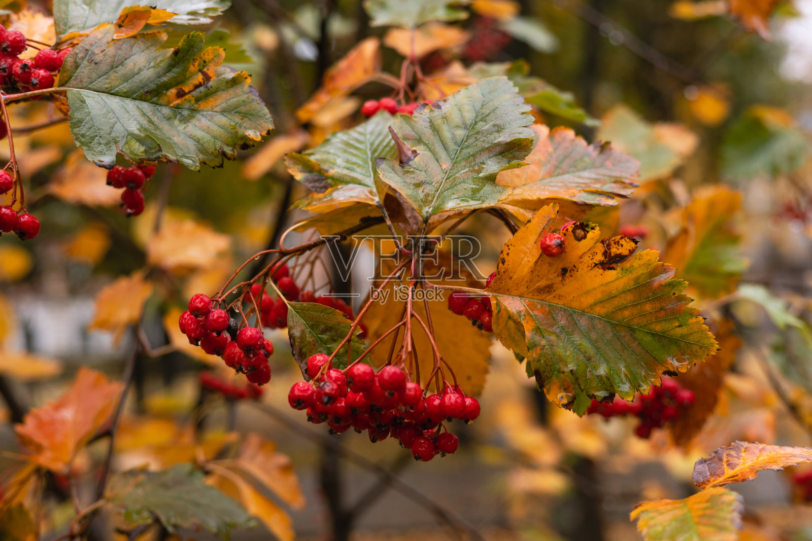 红色的viburnum浆果，树枝上有雨滴照片摄影图片